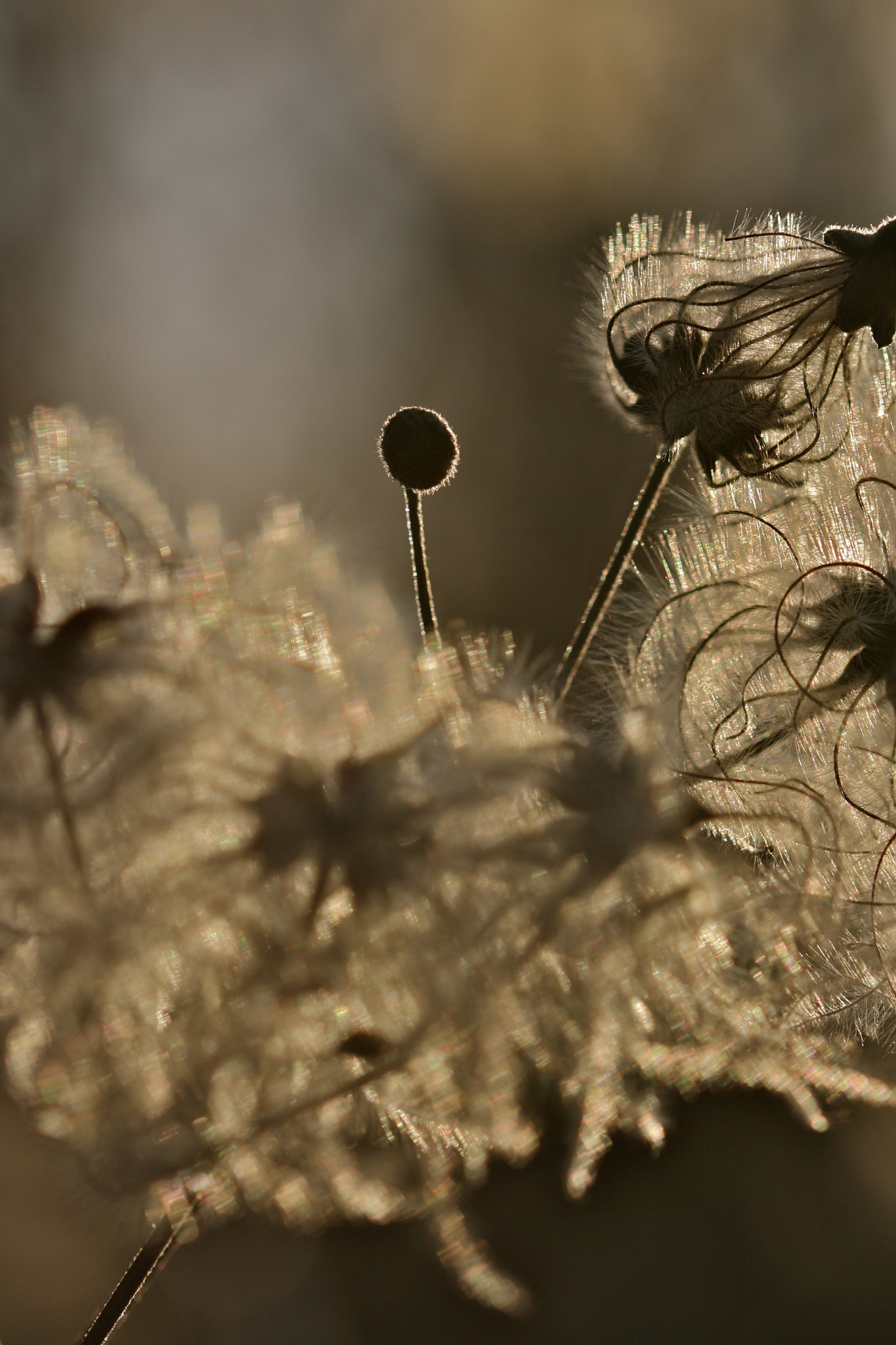 Sigma 105mm F2.8 EX DG OS HSM sample photo. Berlin - weißensee photography