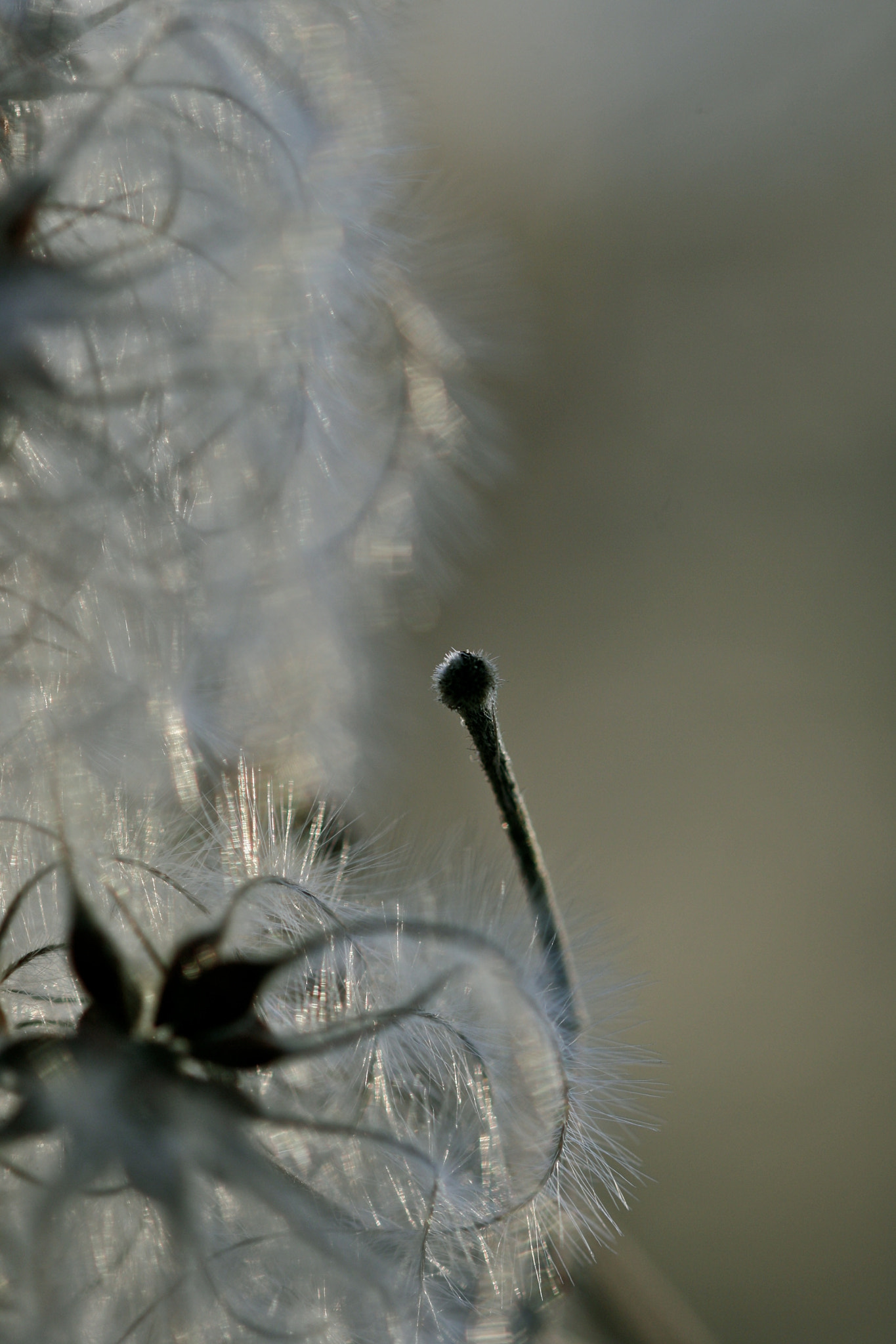 Sigma 105mm F2.8 EX DG OS HSM sample photo. Berlin - weißensee photography