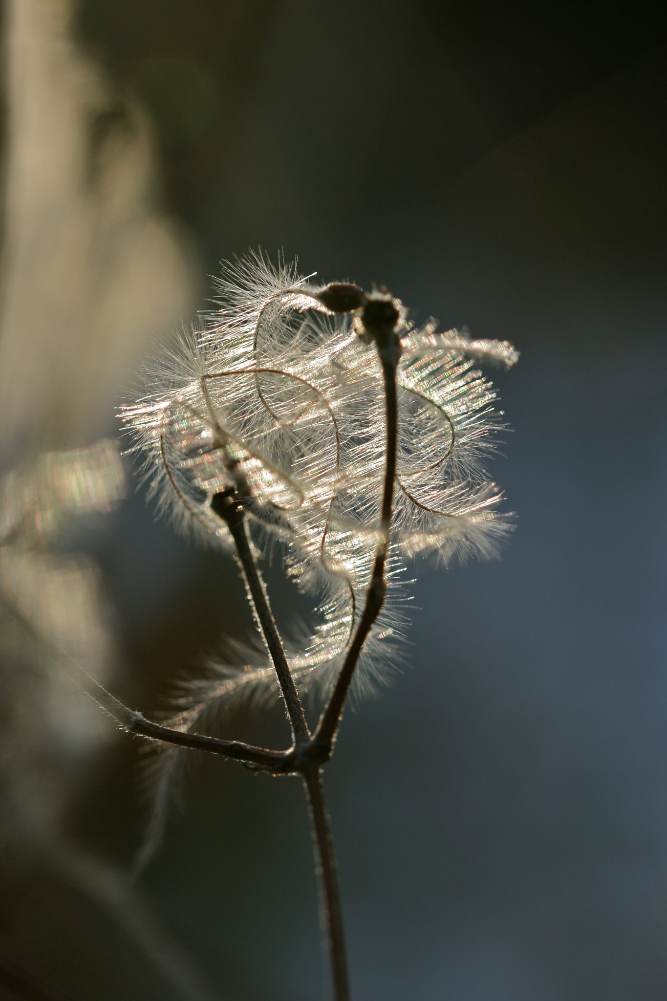Sigma 105mm F2.8 EX DG OS HSM sample photo. Berlin - weißensee photography