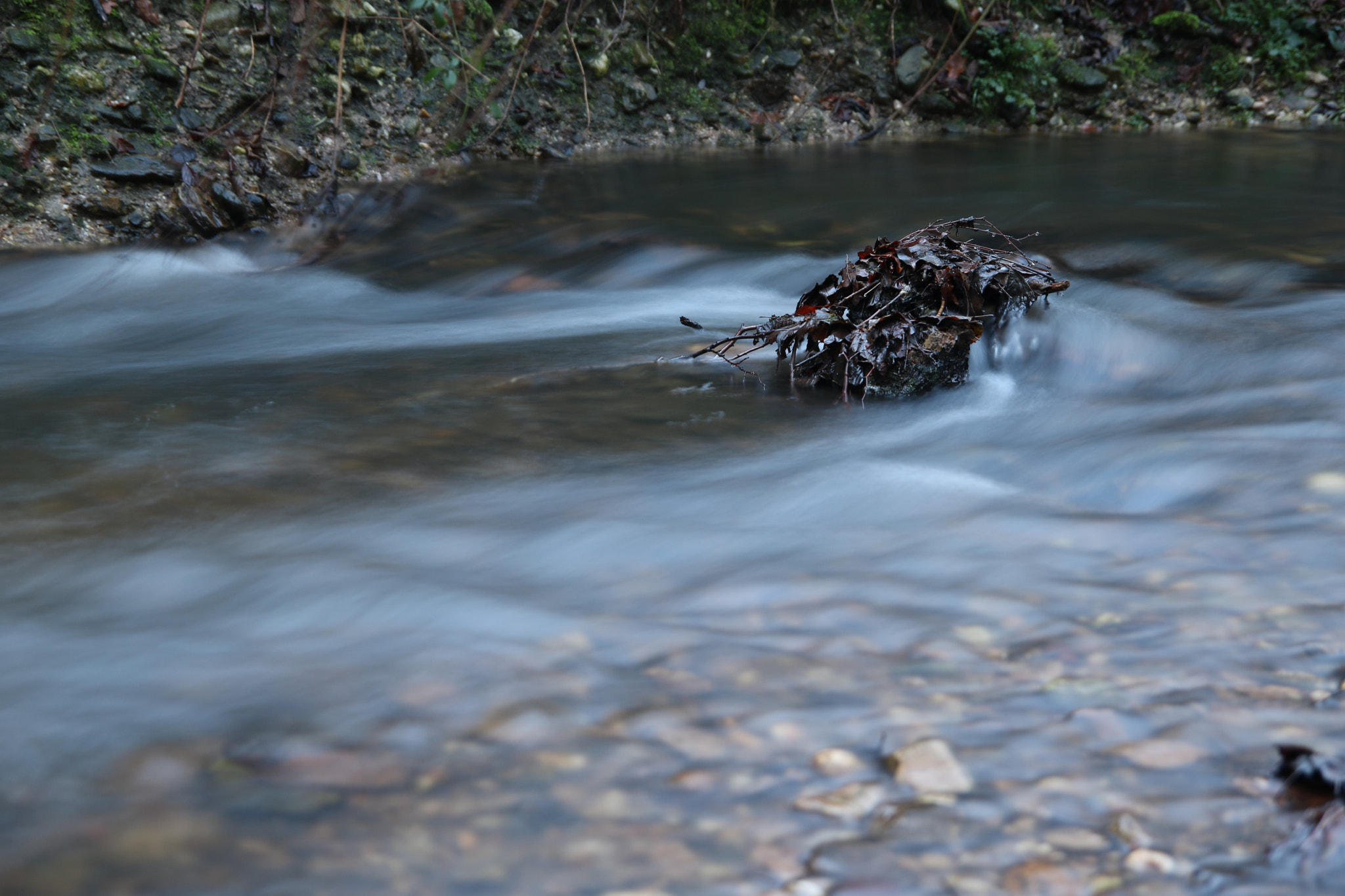 Tamron SP AF 17-50mm F2.8 XR Di II LD Aspherical (IF) sample photo. Leaves in water photography