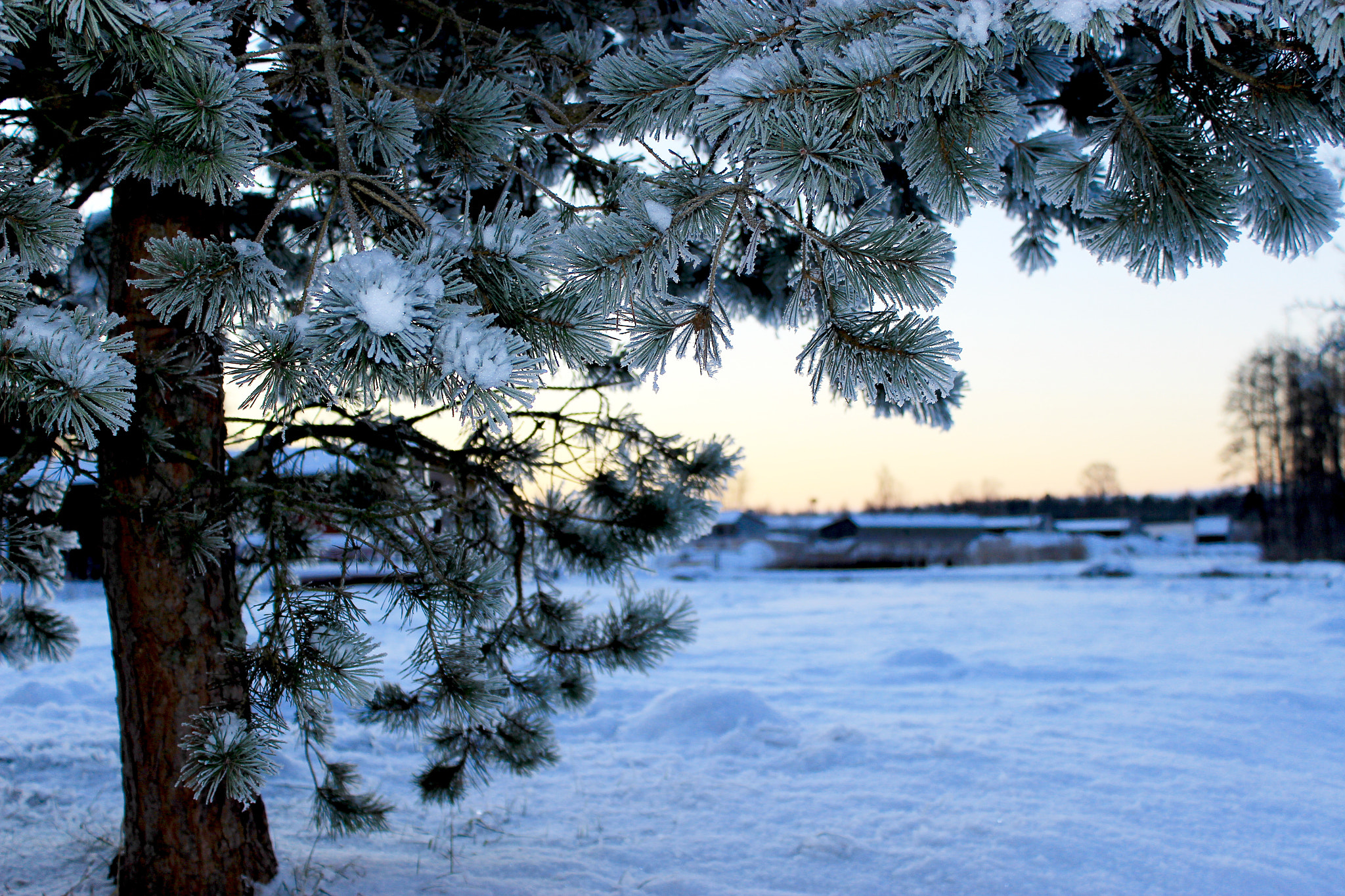Canon EF-S 18-55mm F3.5-5.6 III sample photo. The pine tree photography