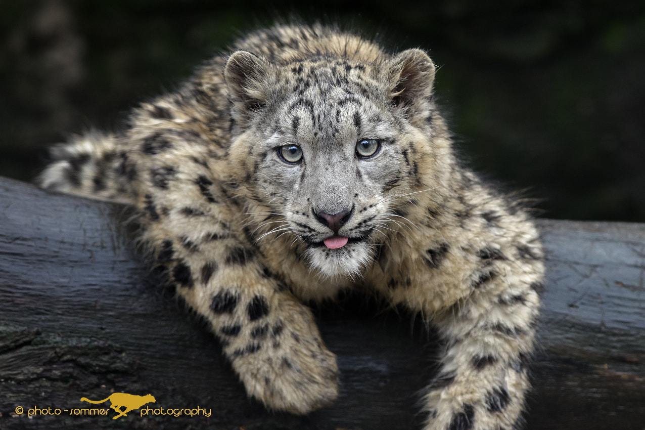 Canon EOS 70D + Canon EF 300mm F2.8L IS USM sample photo. Here i am photography