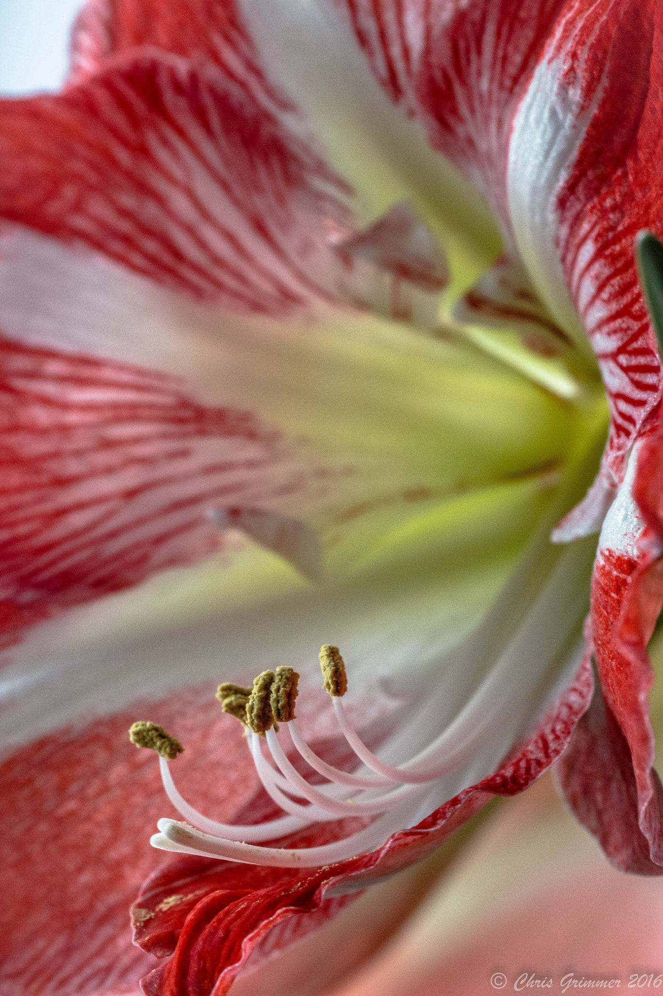 Sigma APO Macro 150mm f/2.8 EX DG HSM sample photo. Amaryllis photography