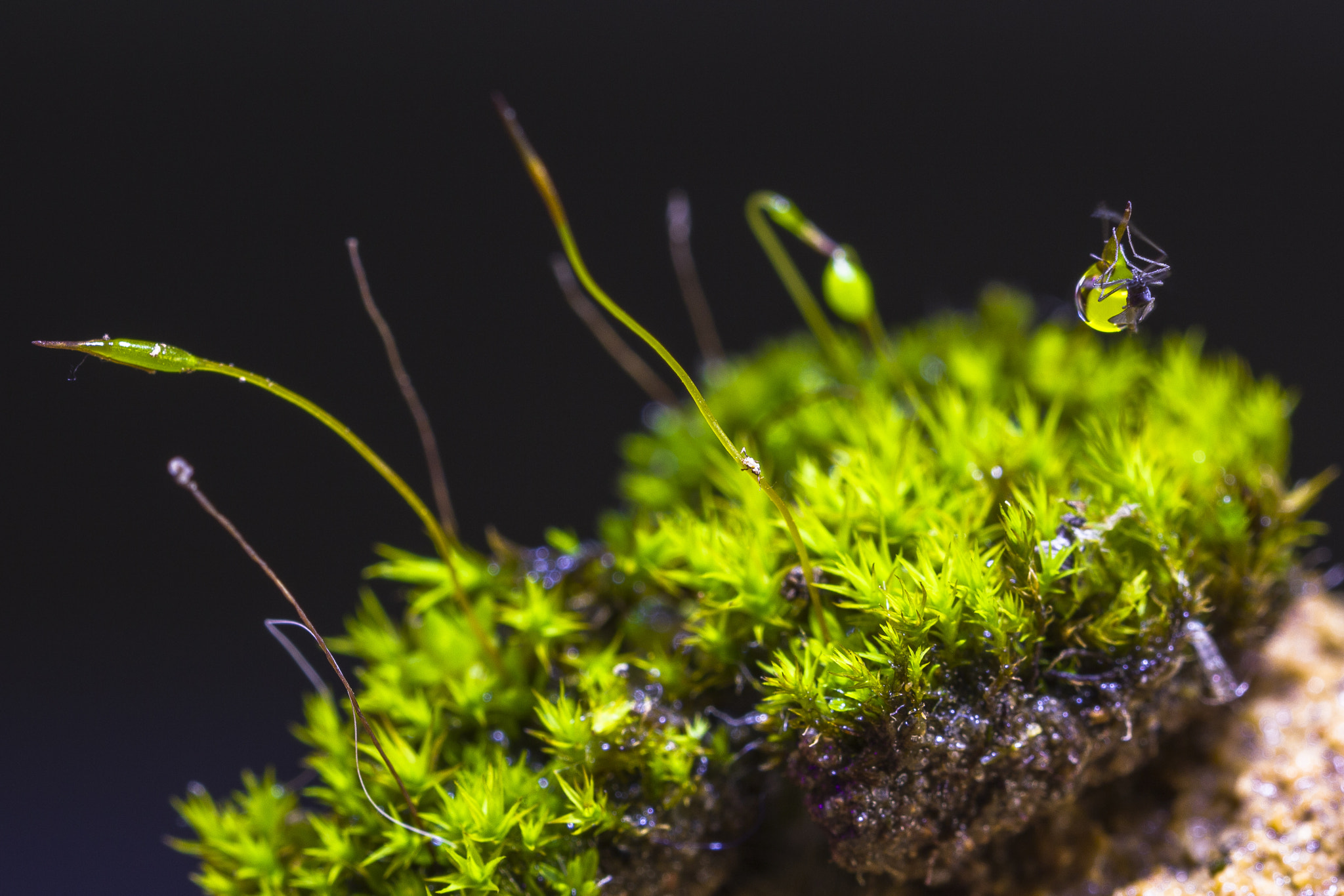 Sigma 105mm F2.8 EX DG OS HSM sample photo. Insect in a drop in the moss photography