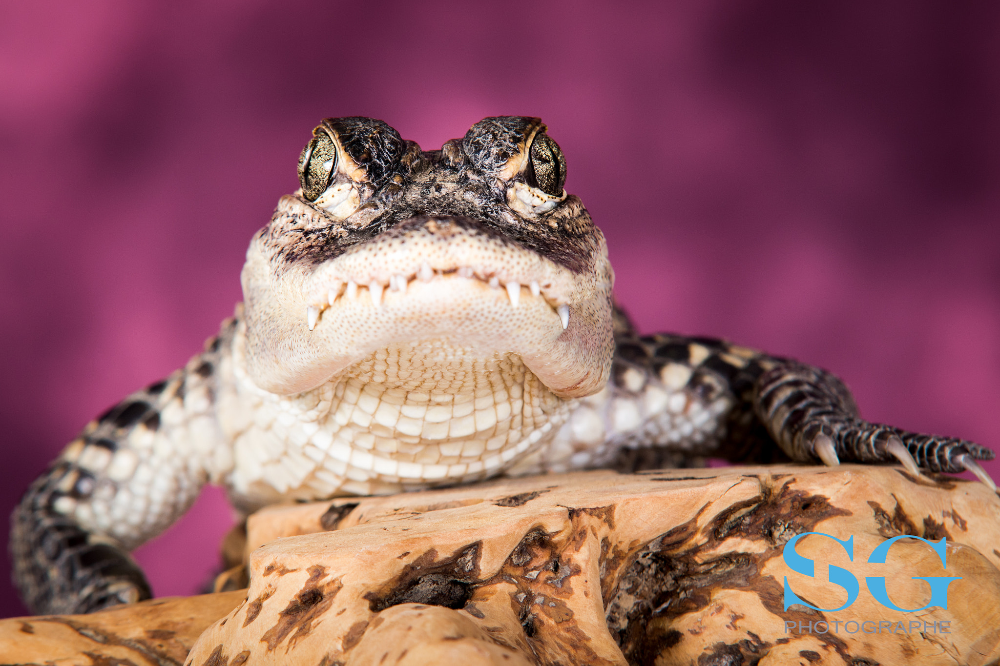 Sigma 70-200mm F2.8 EX DG OS HSM sample photo. Croco photography