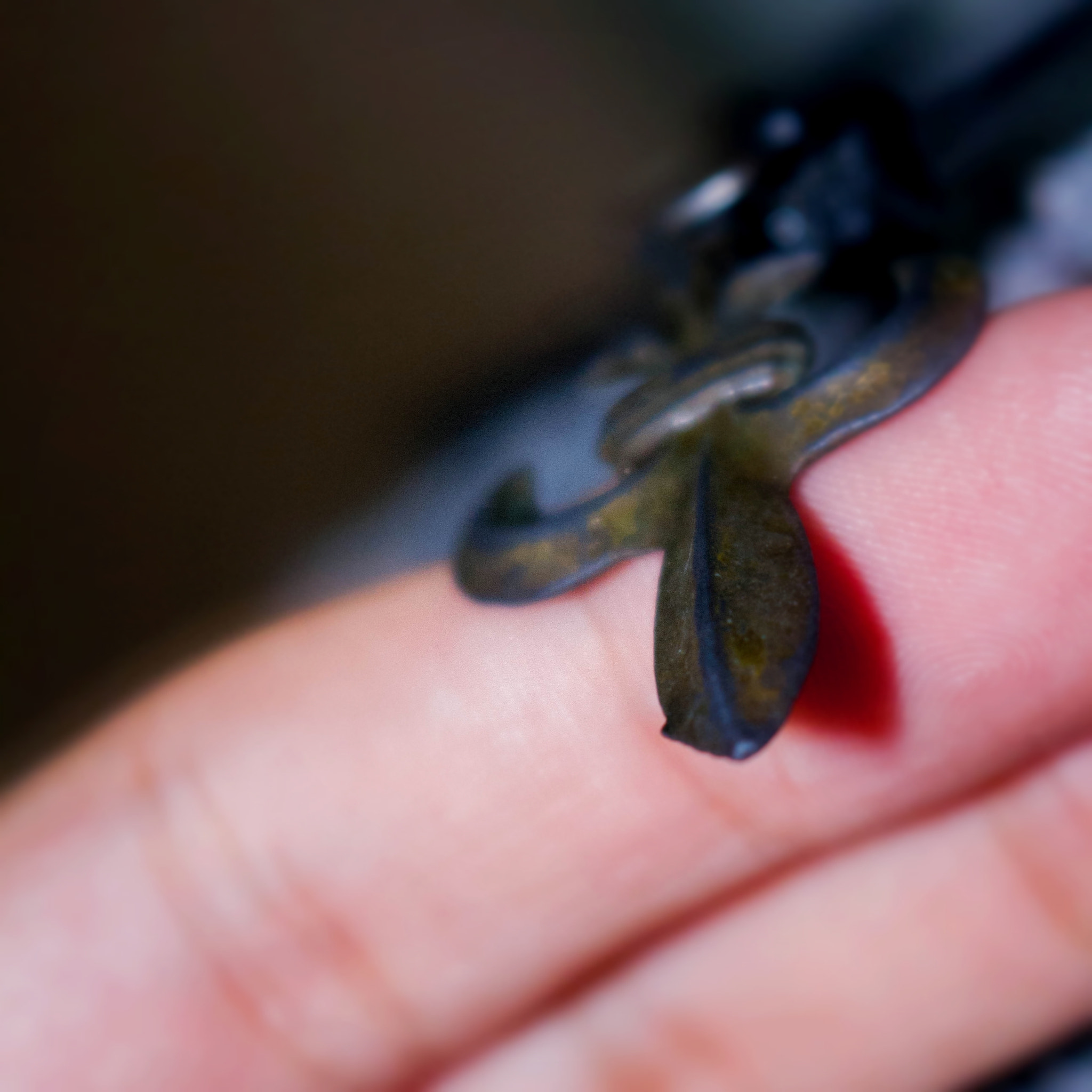 Canon EOS 1000D (EOS Digital Rebel XS / EOS Kiss F) sample photo. Flor de lis photography
