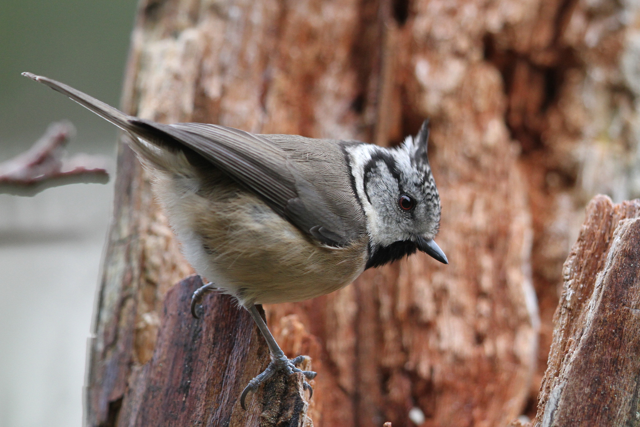 Canon EF 500mm F4L IS II USM sample photo. Crested tit 3 photography