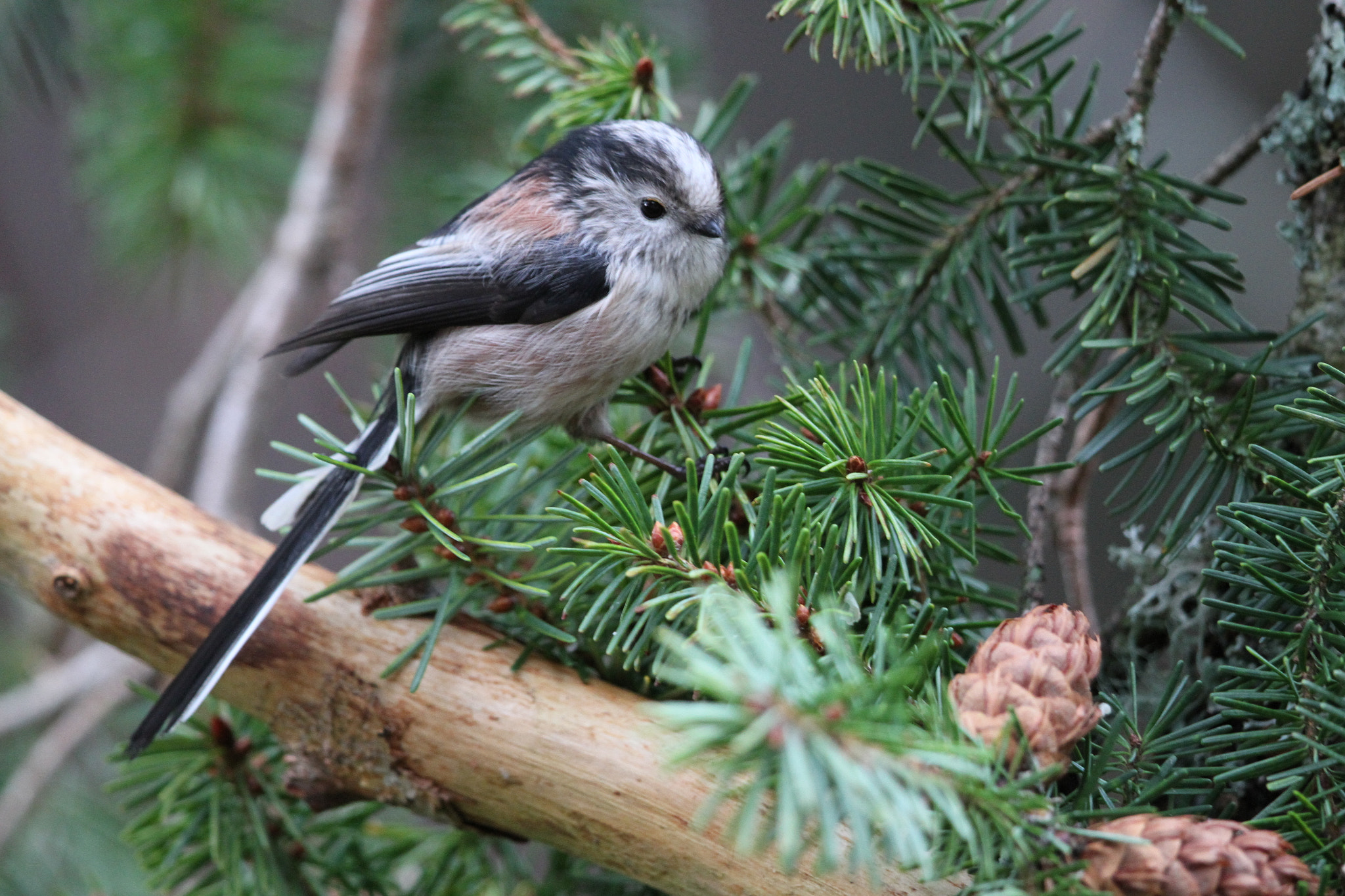 Canon EF 500mm F4L IS II USM sample photo. Long tailed tit 1 photography