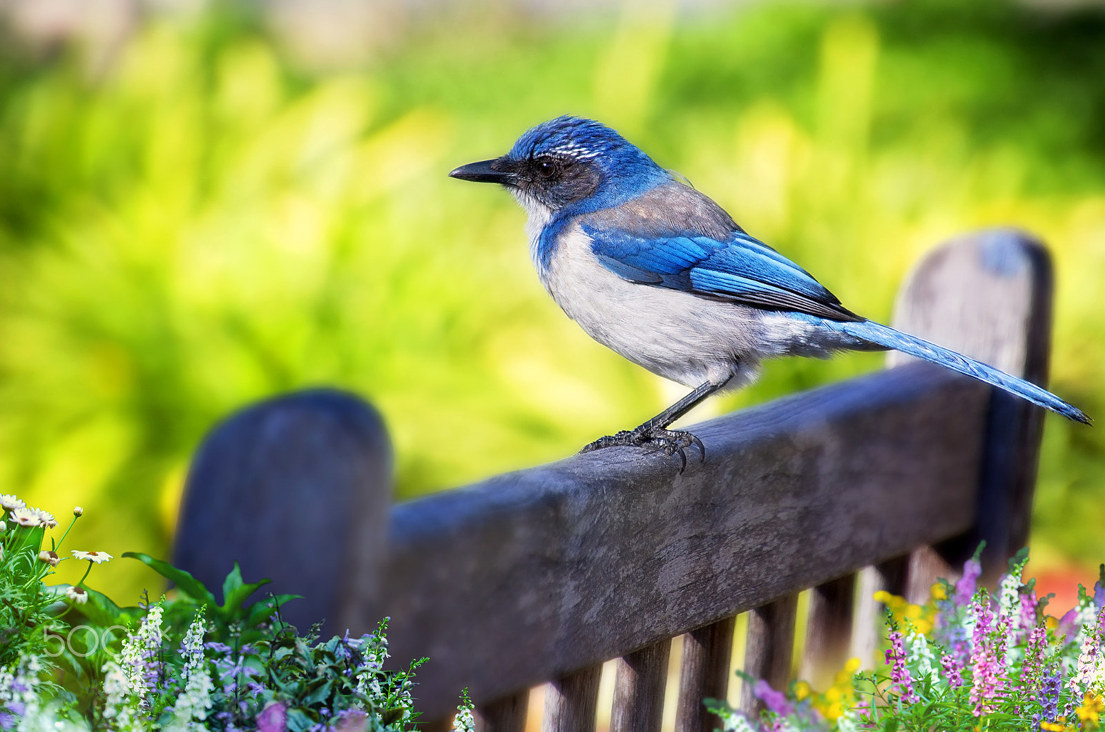 Canon EOS 650D (EOS Rebel T4i / EOS Kiss X6i) sample photo. Blue jay way photography