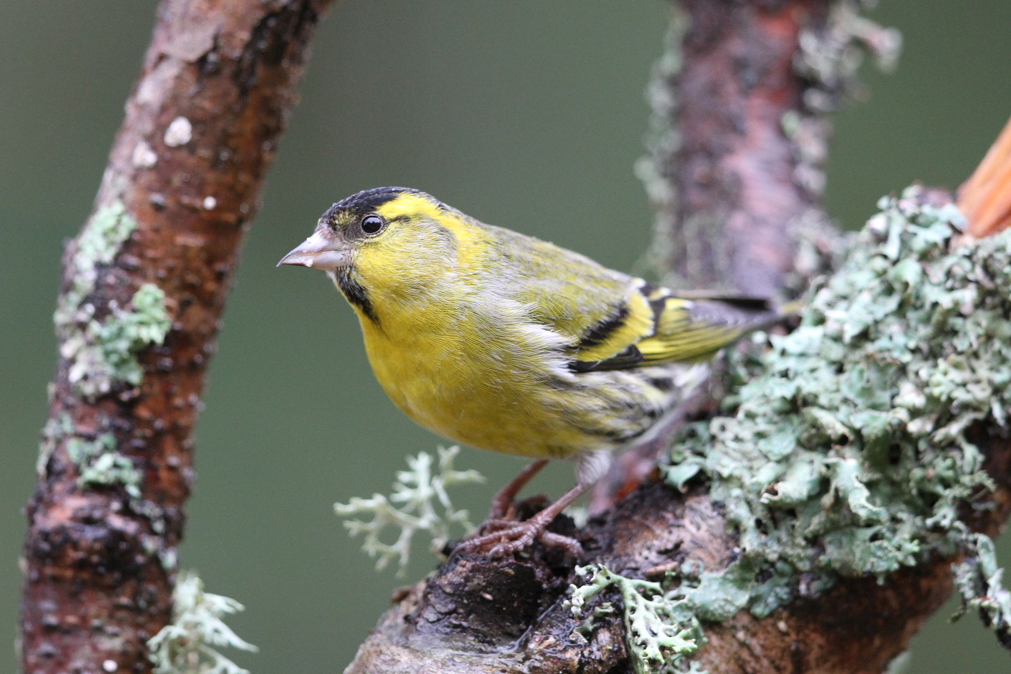 Canon EF 500mm F4L IS II USM sample photo. Siskin 2 photography