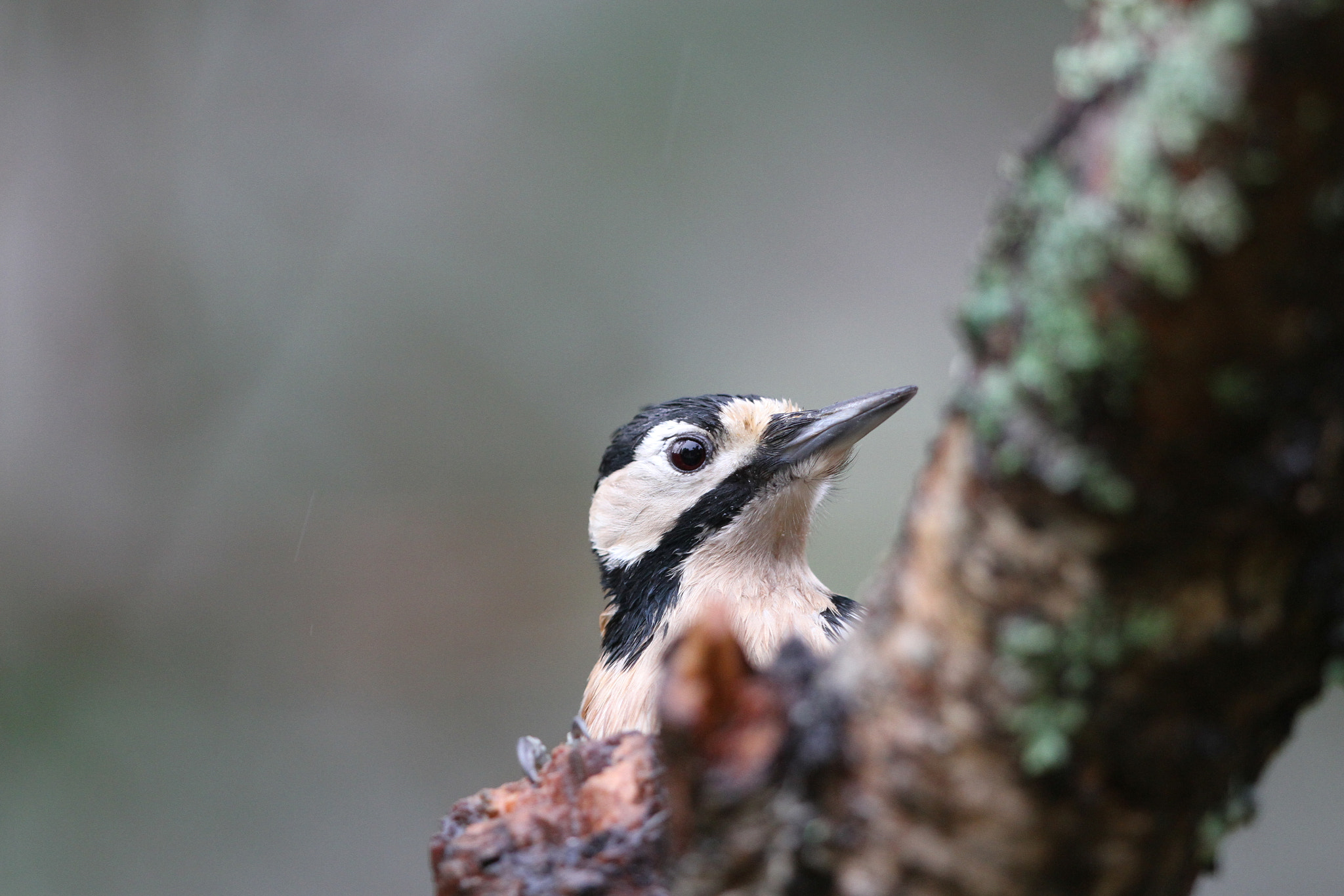 Canon EOS 7D + Canon EF 500mm F4L IS II USM sample photo. Peek a boo woodpecker photography
