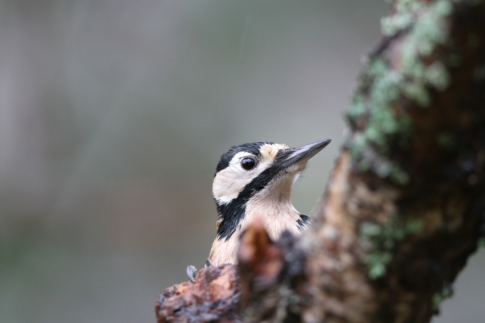 Canon EF 500mm F4L IS II USM sample photo. Peek a boo woodpecker photography