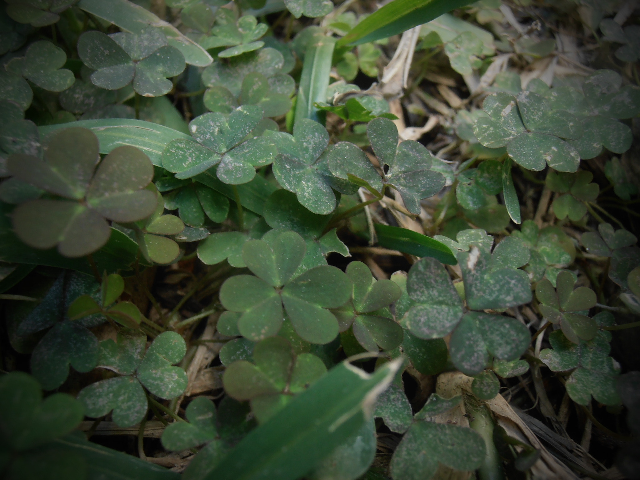 Olympus VR325,VR320,D725 sample photo. Clover photography