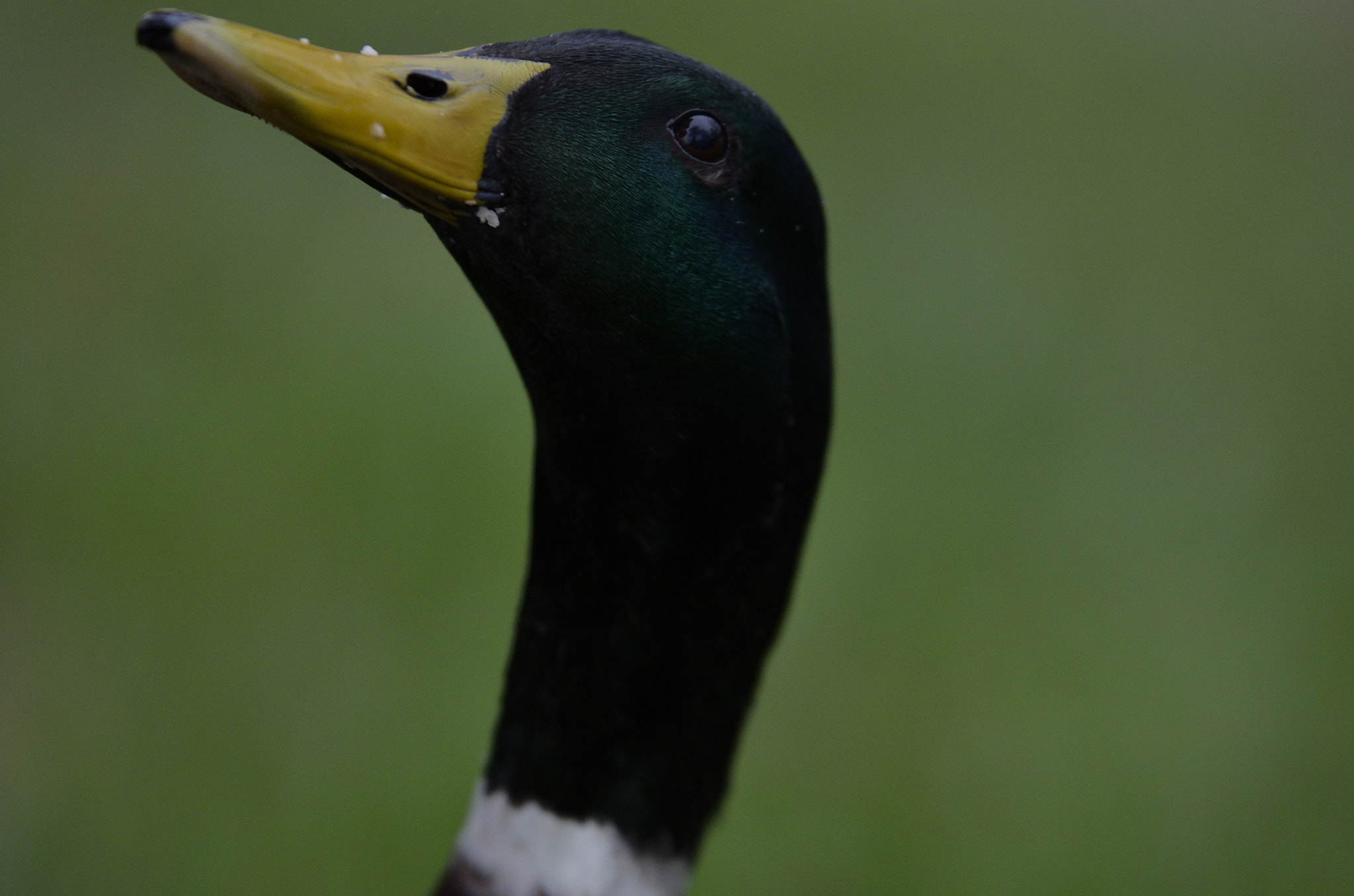 Tamron SP 70-200mm F2.8 Di VC USD sample photo. I see you.. photography
