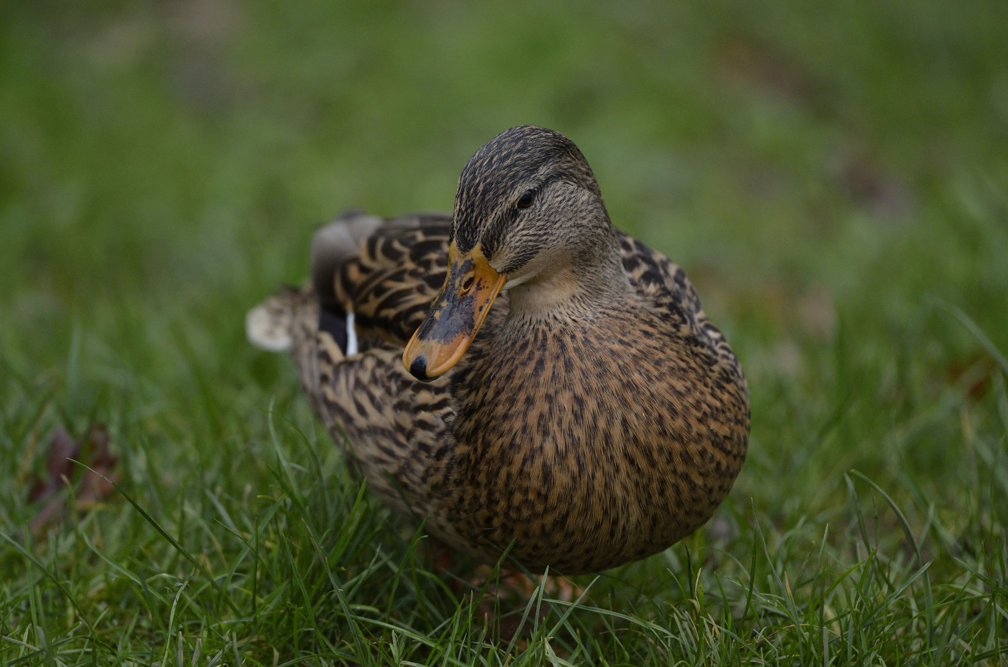 Tamron SP 70-200mm F2.8 Di VC USD sample photo. Am i nice? photography