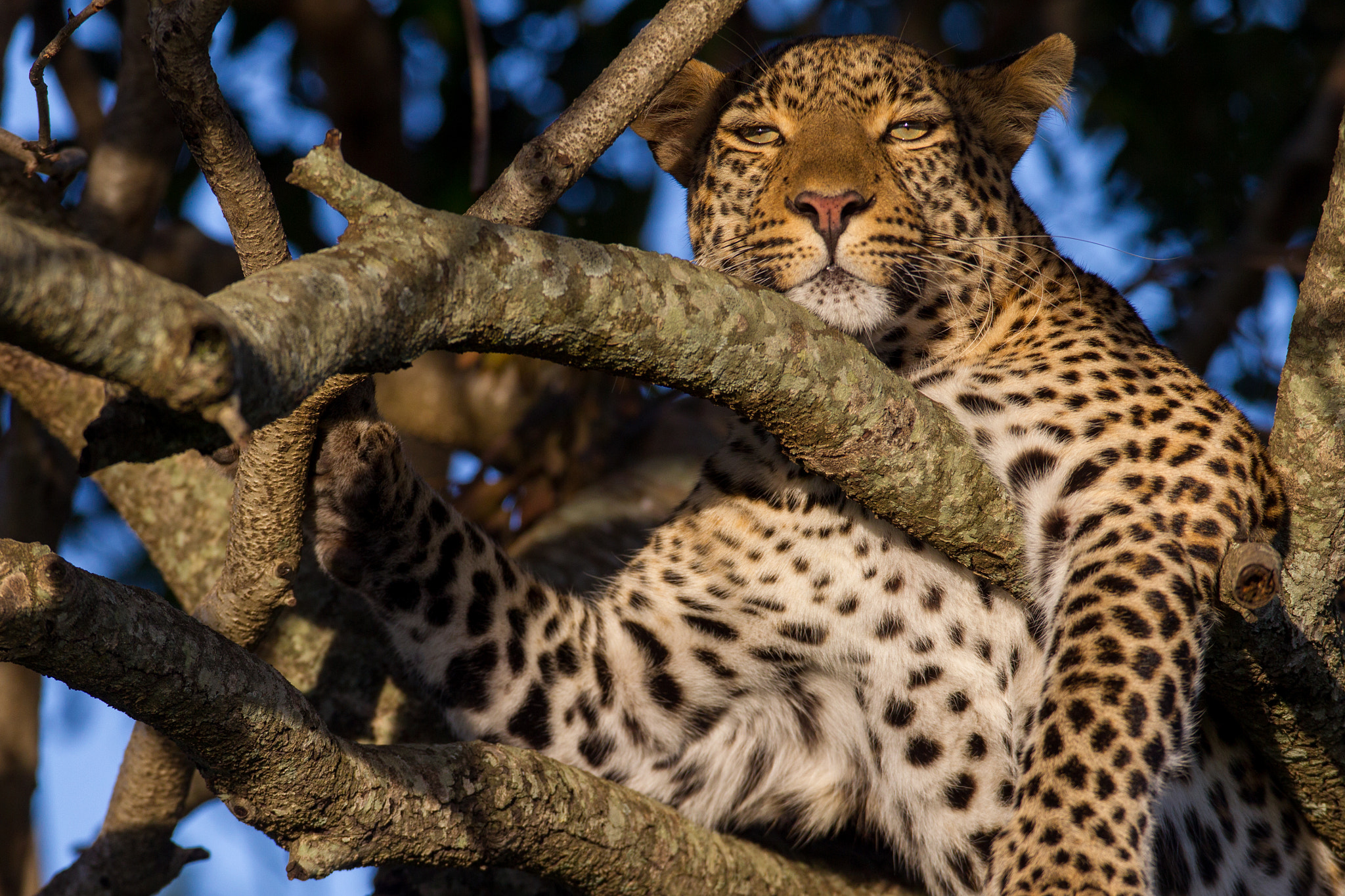 Canon EF 600mm f/4L IS sample photo. Fig at sunset photography