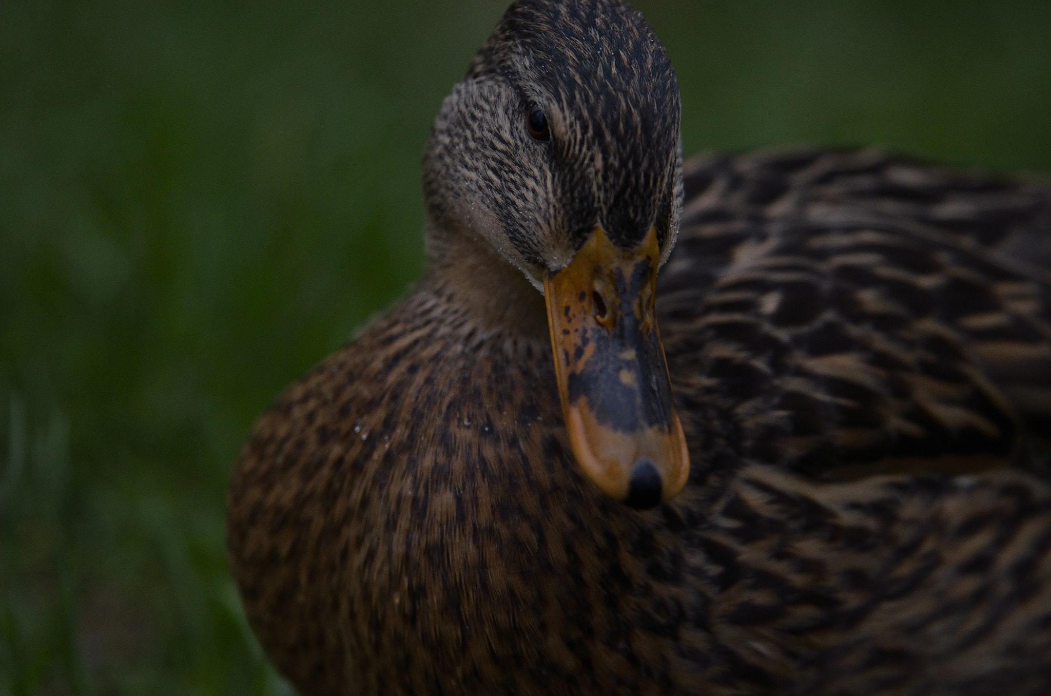 Tamron SP 70-200mm F2.8 Di VC USD sample photo. Beauty photography