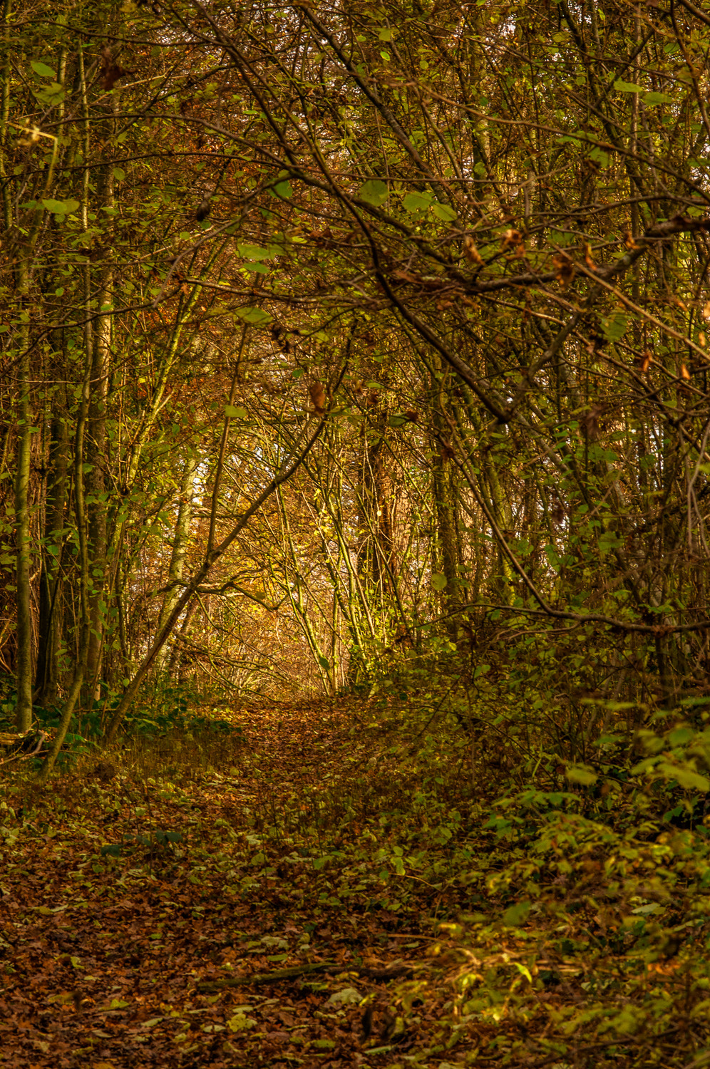 Nikon D90 + AF Micro-Nikkor 105mm f/2.8 sample photo. Wald photography