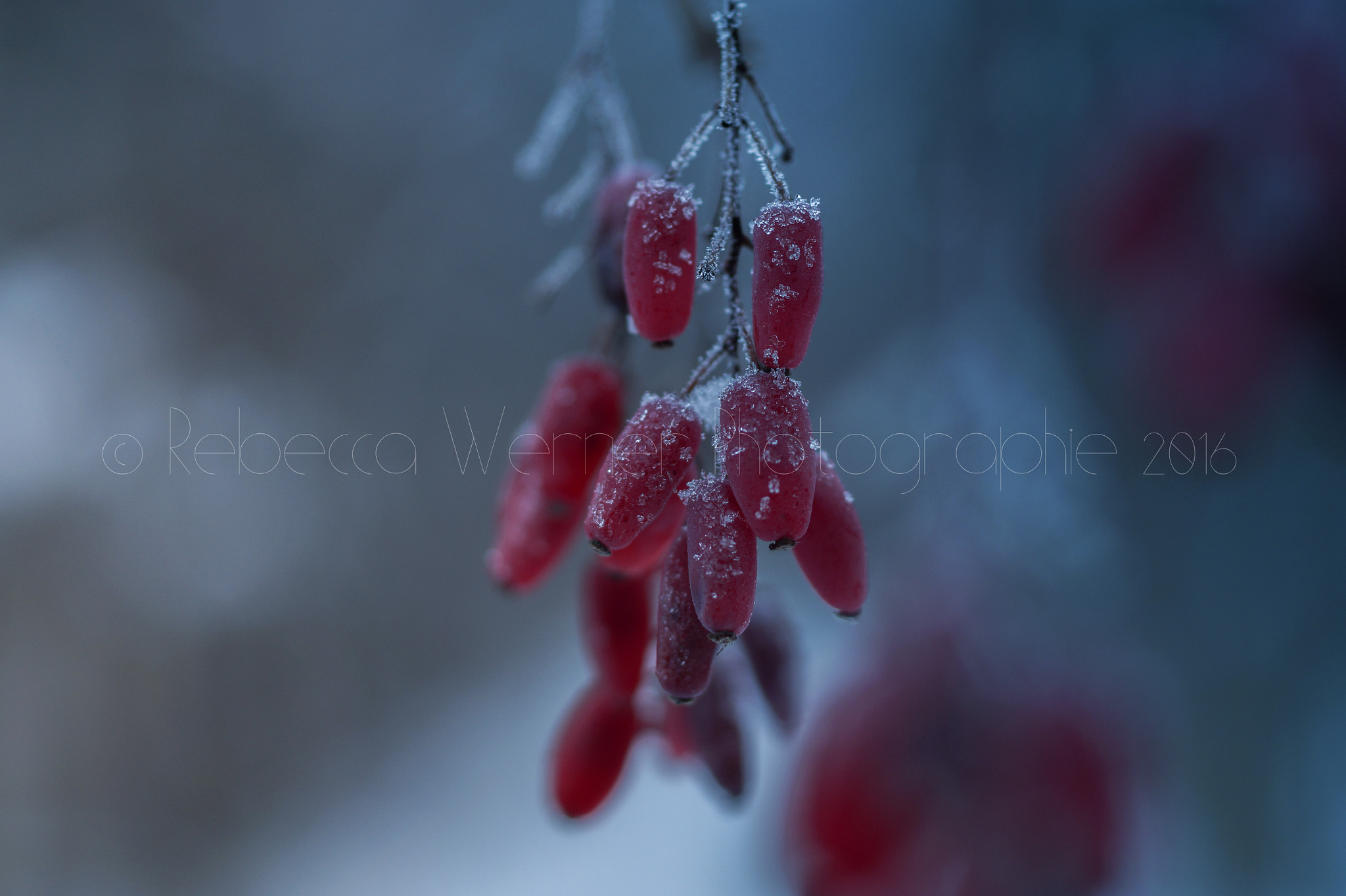 Sony SLT-A58 + Sony 50mm F2.8 Macro sample photo. Frozen photography