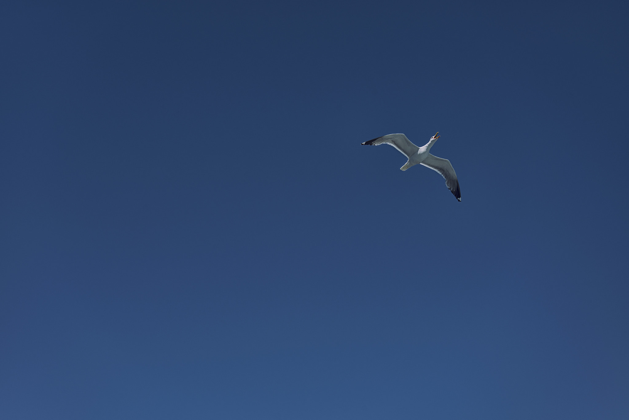 AF Zoom-Nikkor 28-80mm f/3.3-5.6G sample photo. Seagull minimalism photography