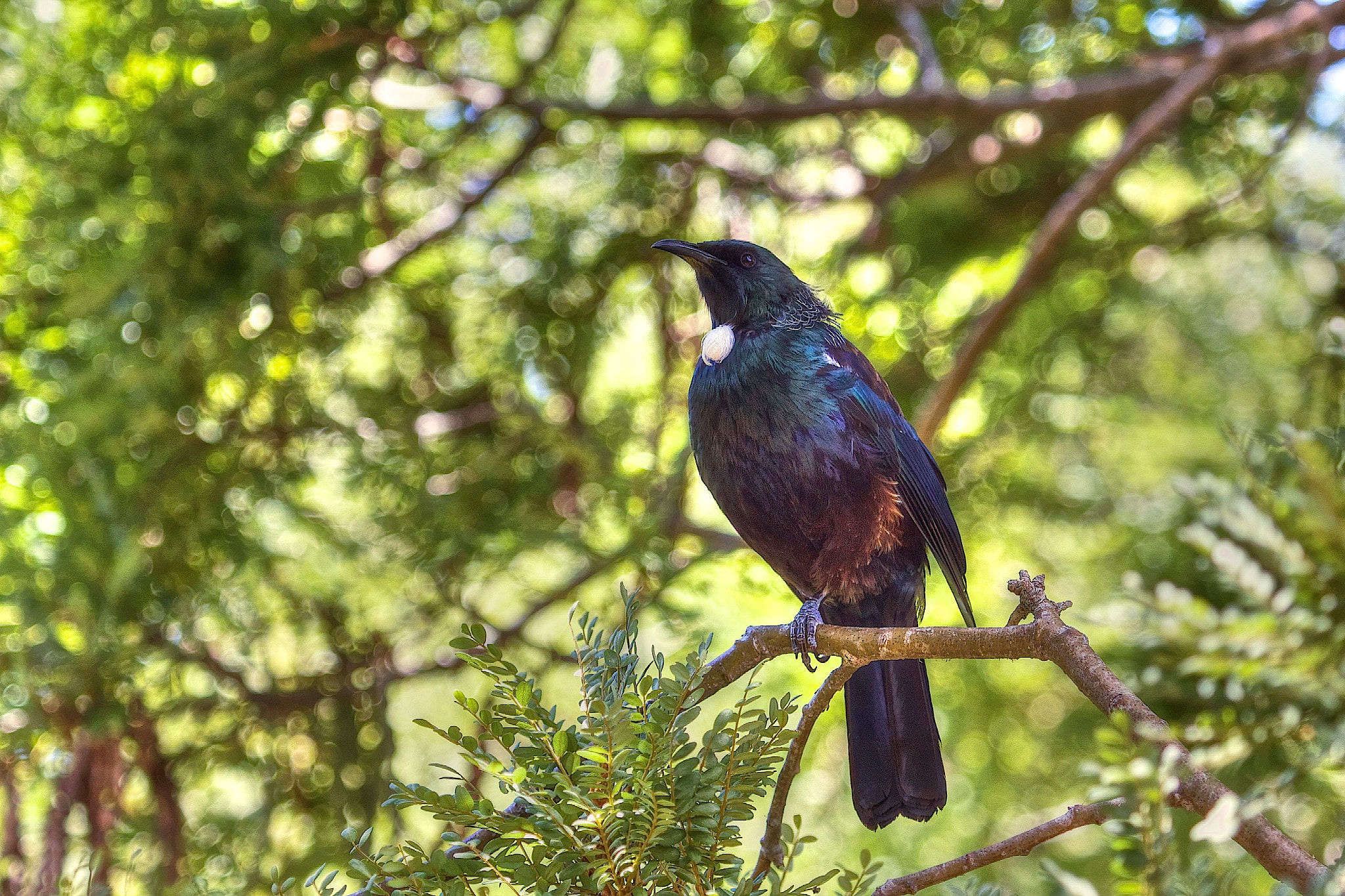 Canon EF 100-400mm F4.5-5.6L IS USM sample photo. The tui bird- the parson photography