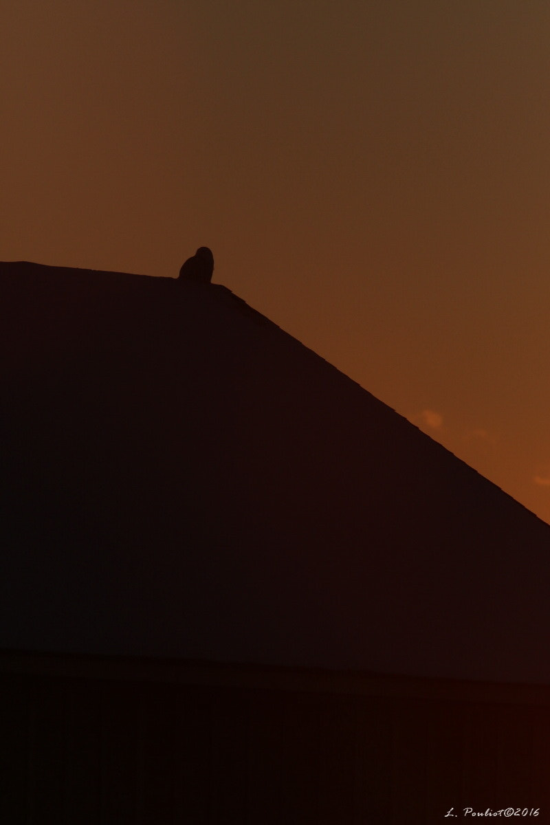 Canon EF 300mm F4L IS USM sample photo. Snowy owl at sunset / harfang au repos photography