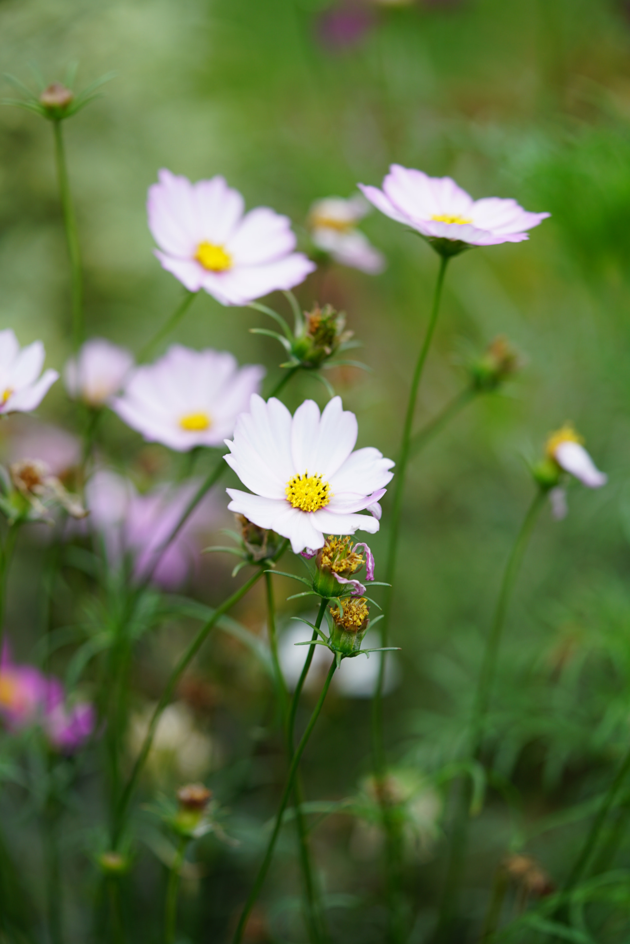 Sony a7R II + Sony FE 90mm F2.8 Macro G OSS sample photo. Dsc03179.jpg photography