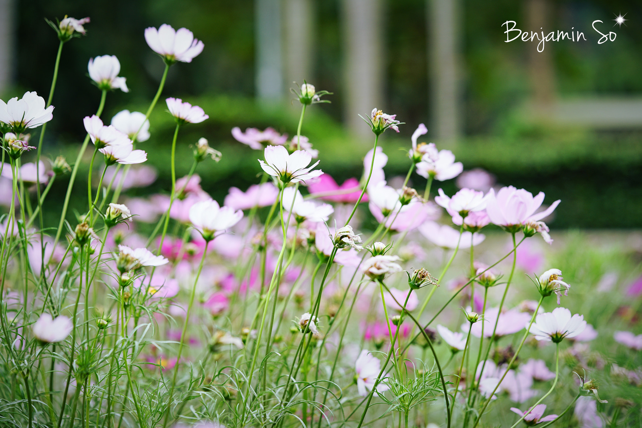 Sony a7R II + Sony FE 90mm F2.8 Macro G OSS sample photo. Dsc03174.jpeg photography