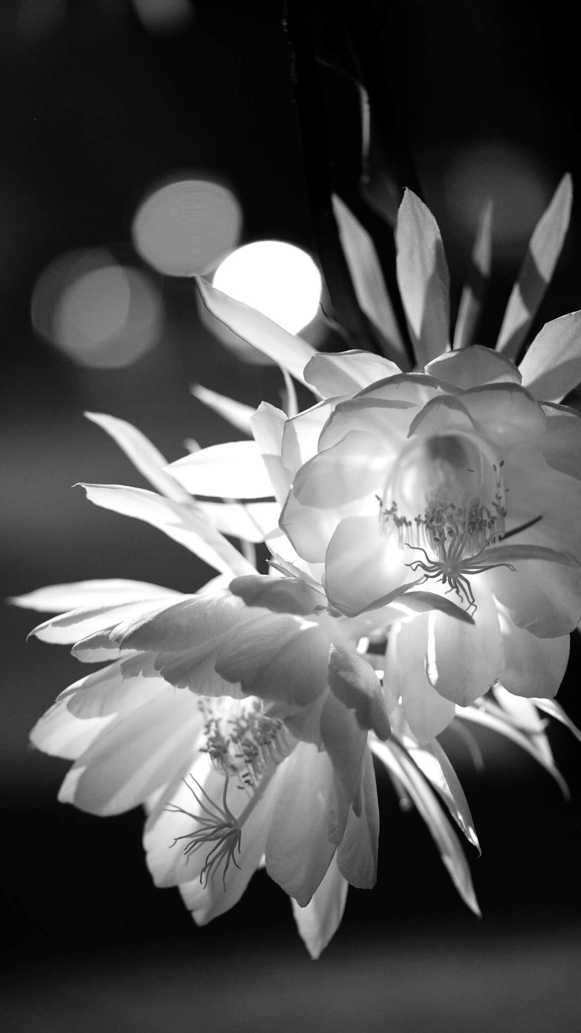 Sony a7R II + Sony FE 90mm F2.8 Macro G OSS sample photo. Dsc00398.jpg photography