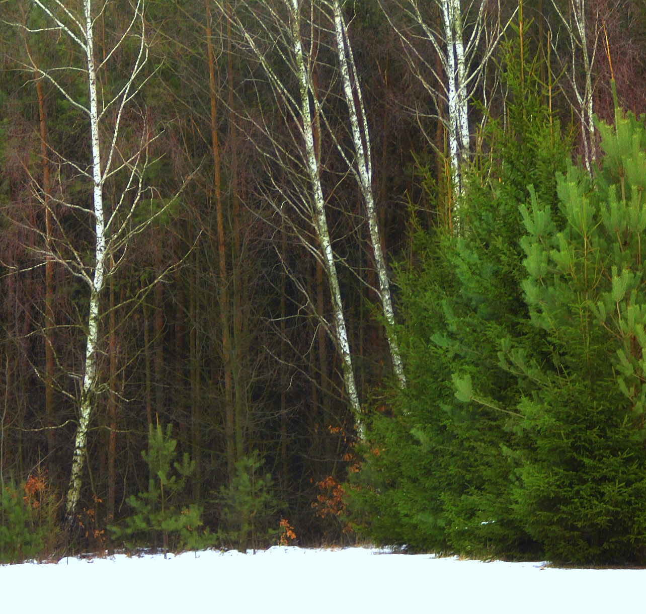 Canon EF 28-90mm f/4-5.6 sample photo. Forest winter photography