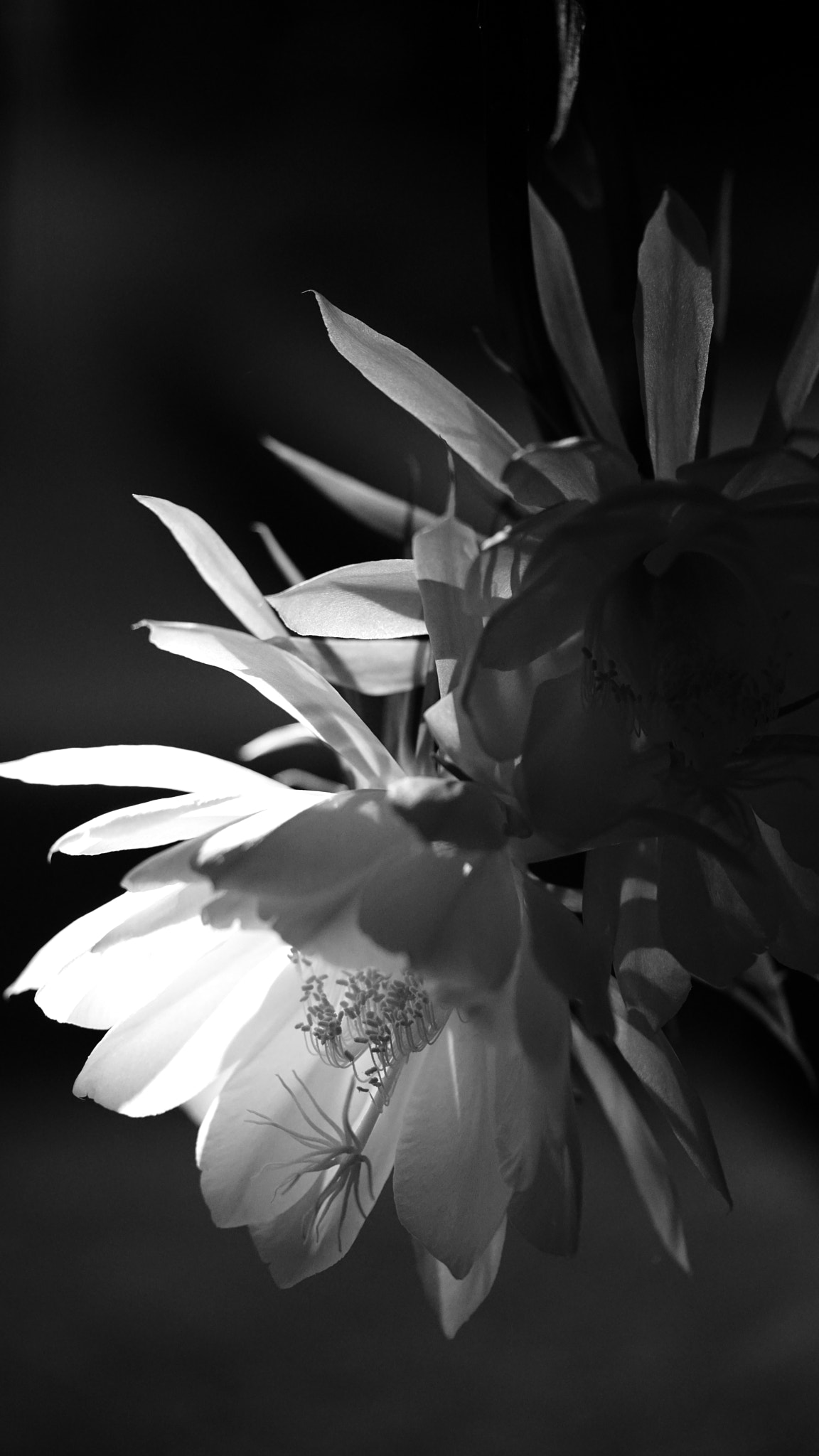 Sony a7R II + Sony FE 90mm F2.8 Macro G OSS sample photo. Dsc00394.jpg photography
