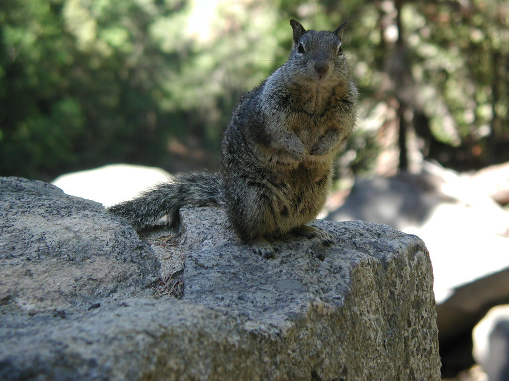Olympus C3030Z sample photo. Squirrel, 2001 photography
