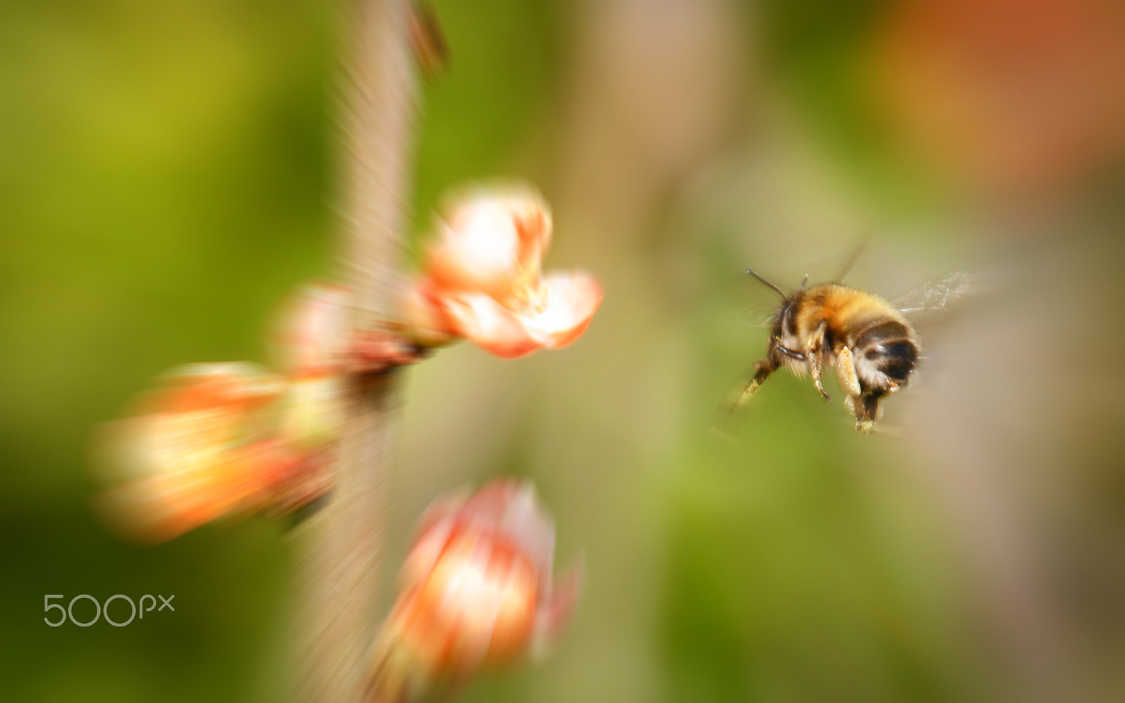 Samsung NX500 + NX 18-200mm F3.5-6.3 sample photo. The world of bumblebee photography