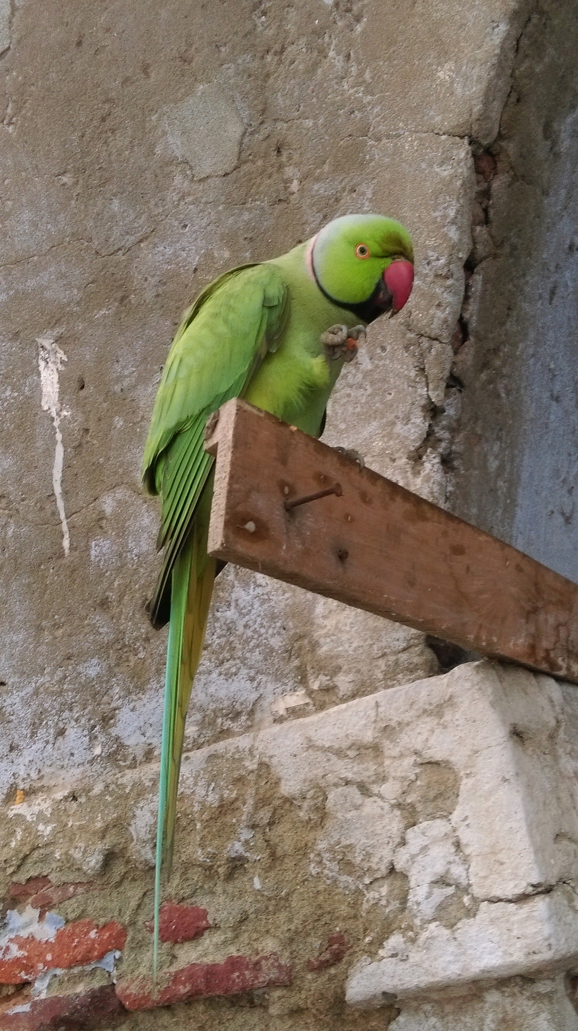 HTC DESIRE 820 DUAL SIM sample photo. Phone cam # .... photography