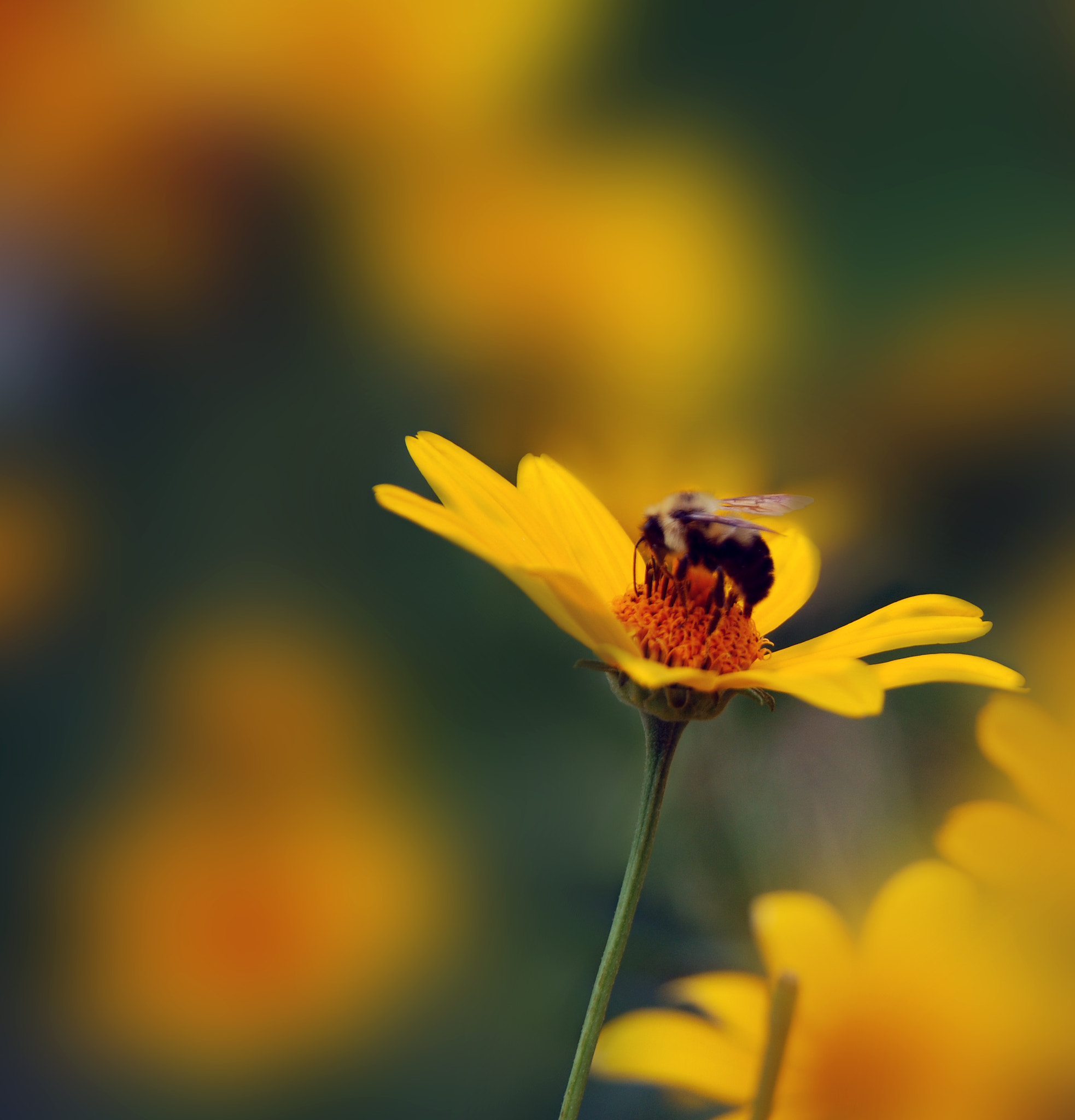 Nikon D60 sample photo. Be(e) busy living.. photography