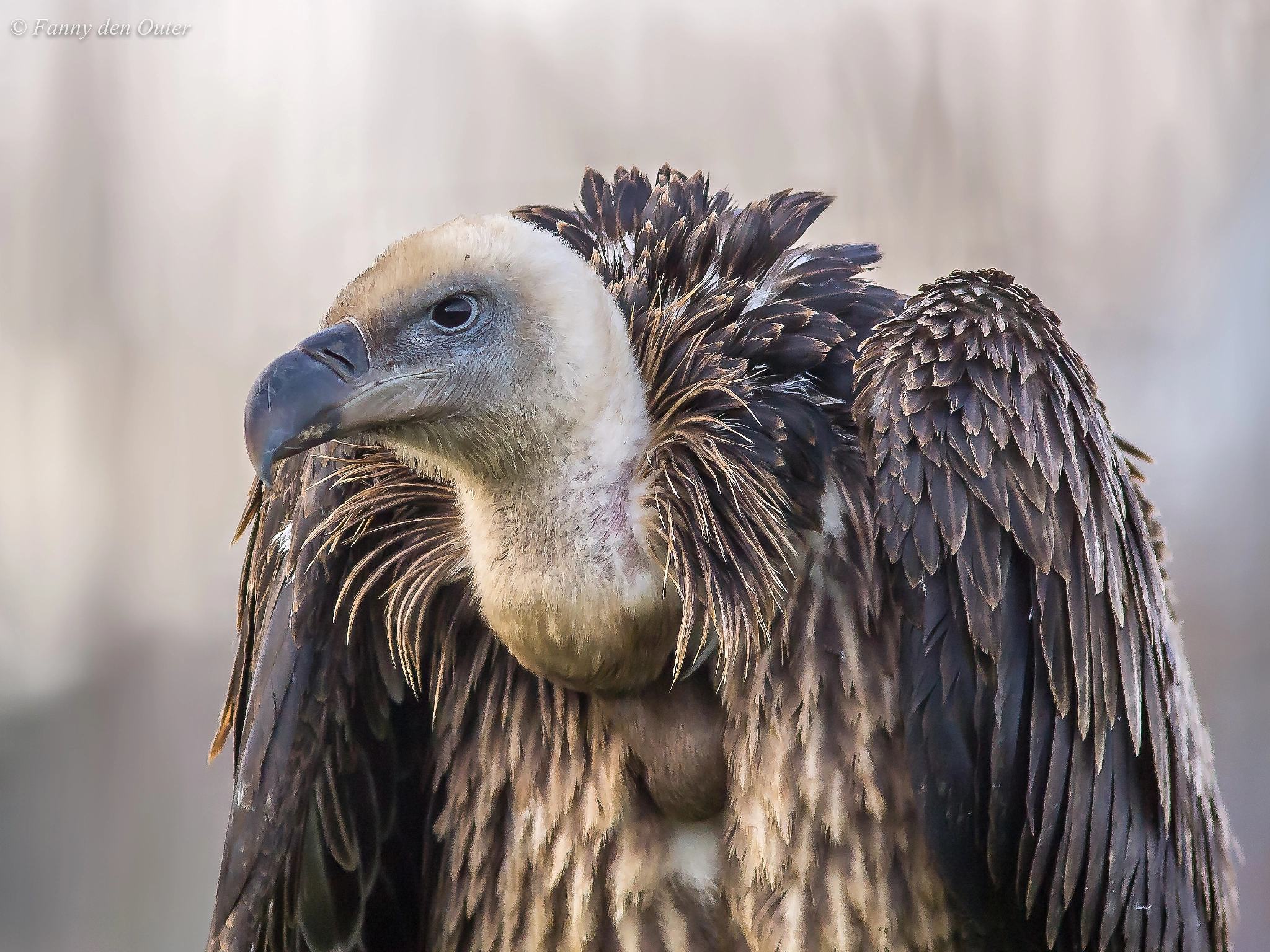 Olympus Zuiko Digital ED 90-250mm F2.8 sample photo. Rüppell's vulture photography