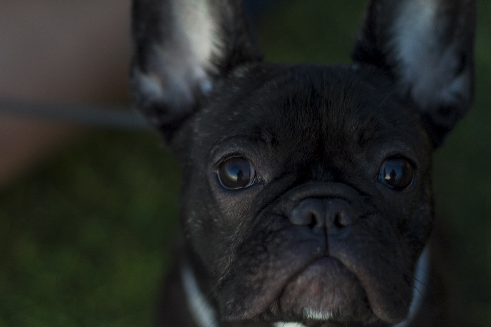 Canon EOS 7D + Canon EF 50mm f/1.8 sample photo. Ellie photography