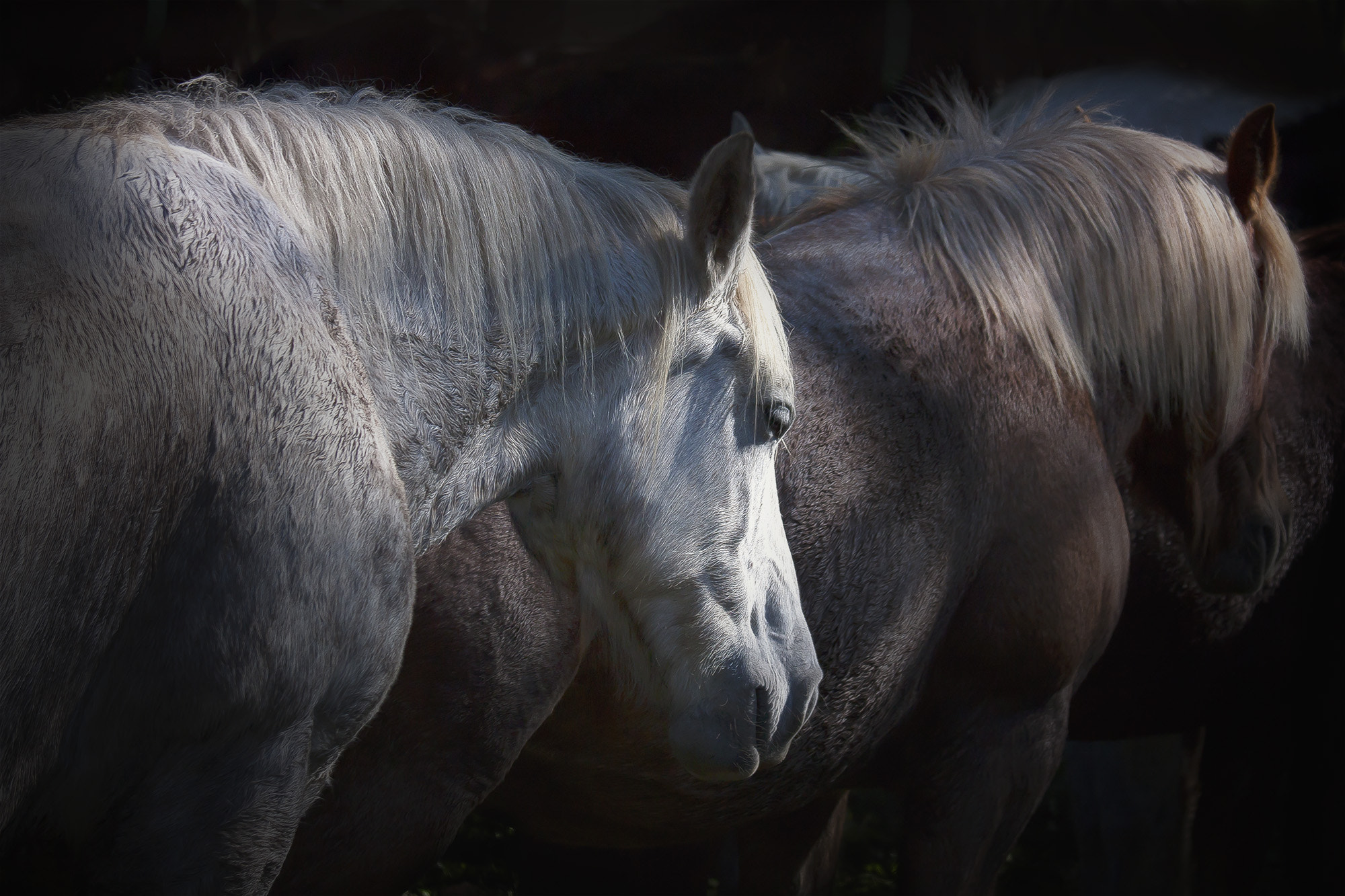 Canon EOS 450D (EOS Rebel XSi / EOS Kiss X2) + Canon EF 70-200mm F4L IS USM sample photo. Horses photography