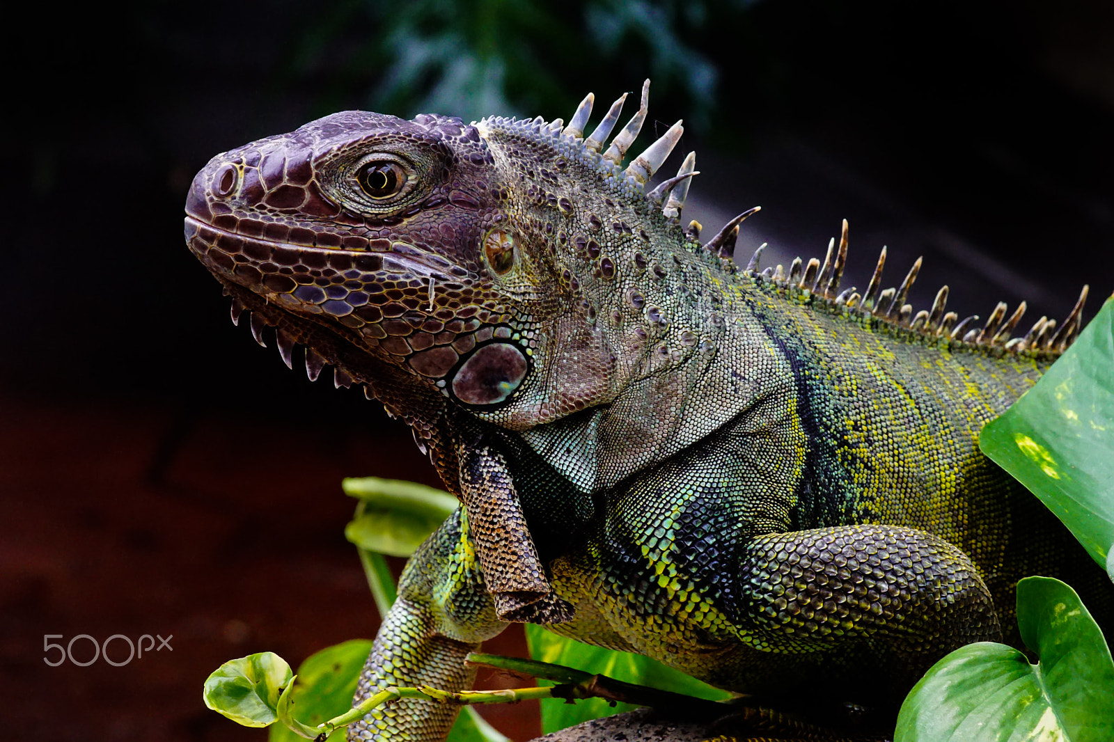 Sony ILCA-77M2 + Minolta AF 100mm F2.8 Macro [New] sample photo. The iguana photography