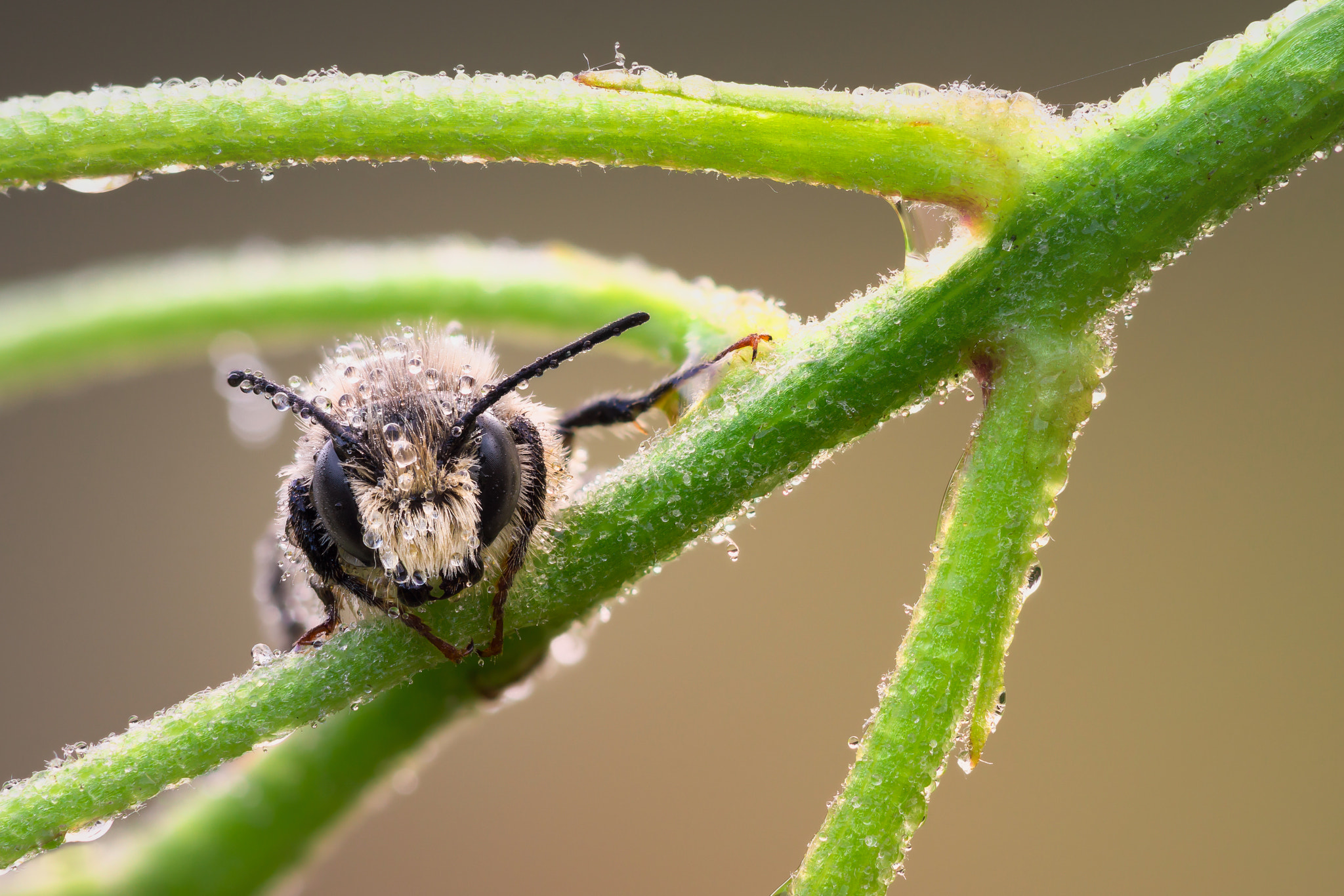 Sony Alpha NEX-7 sample photo. Framed bee photography