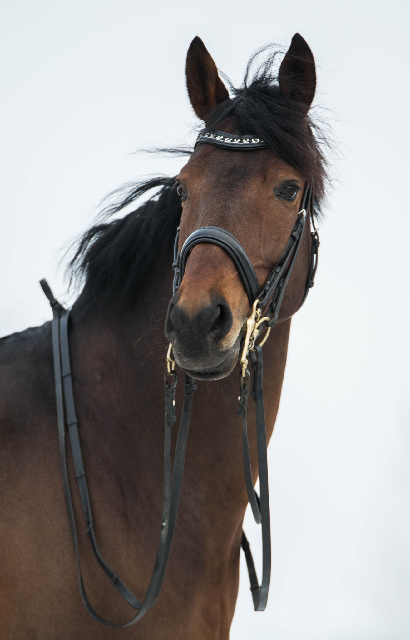 Nikon AF-S Nikkor 70-200mm F2.8G ED VR II sample photo. Mr. nice guy photography