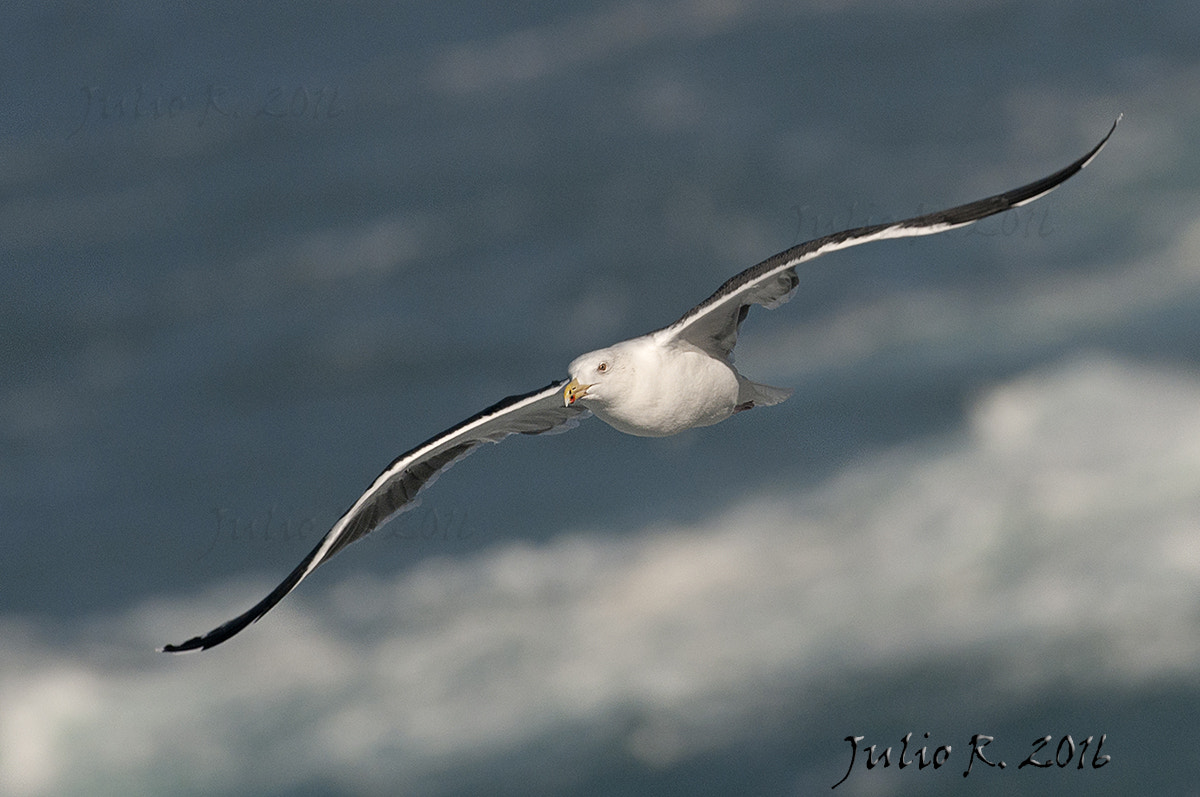 Nikon D300S + Nikon AF-S Nikkor 500mm F4G ED VR sample photo. "enjoying the storm ii" photography