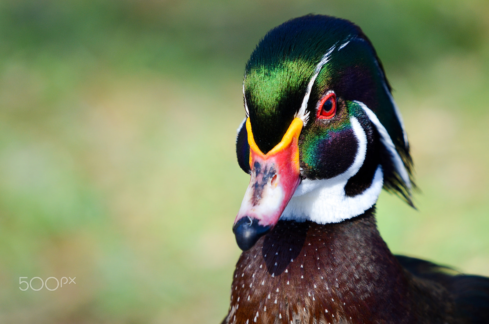 Nikon AF-S Nikkor 200mm F2G ED VR II sample photo. Wood duck photography