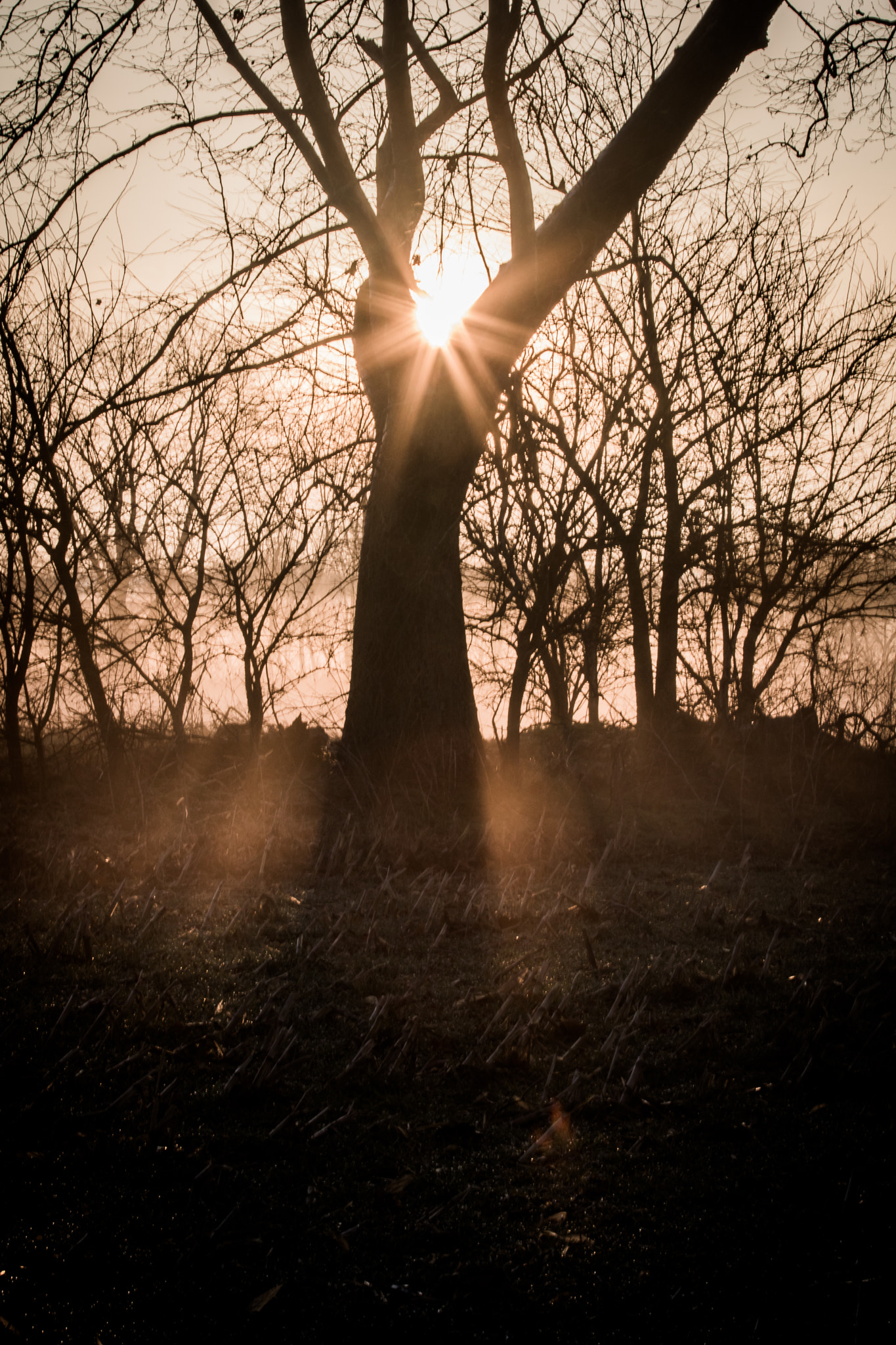 Canon EOS 750D (EOS Rebel T6i / EOS Kiss X8i) sample photo. One foggy morning photography