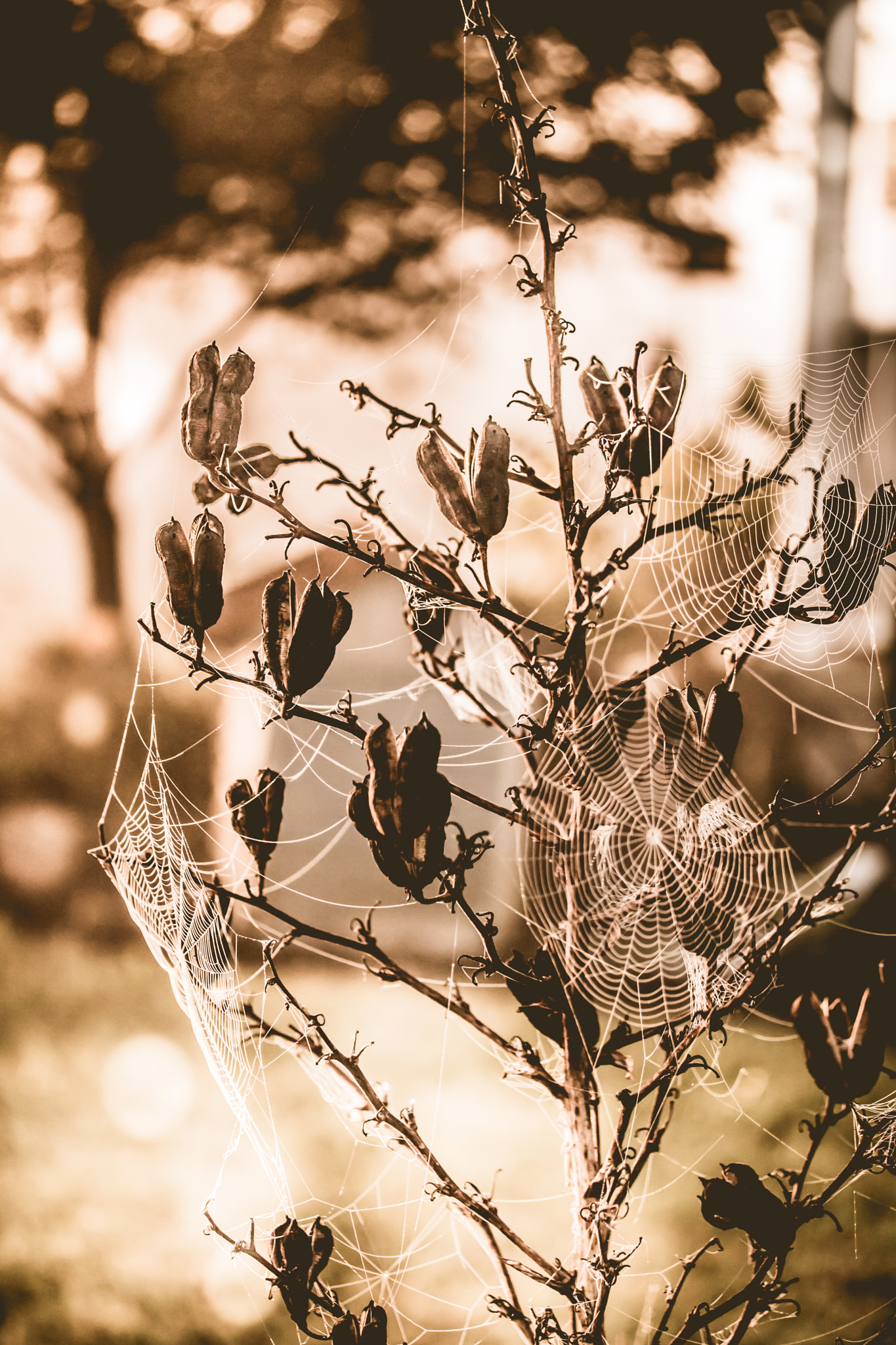 Canon EF-S 60mm F2.8 Macro USM sample photo. Nature's lace photography