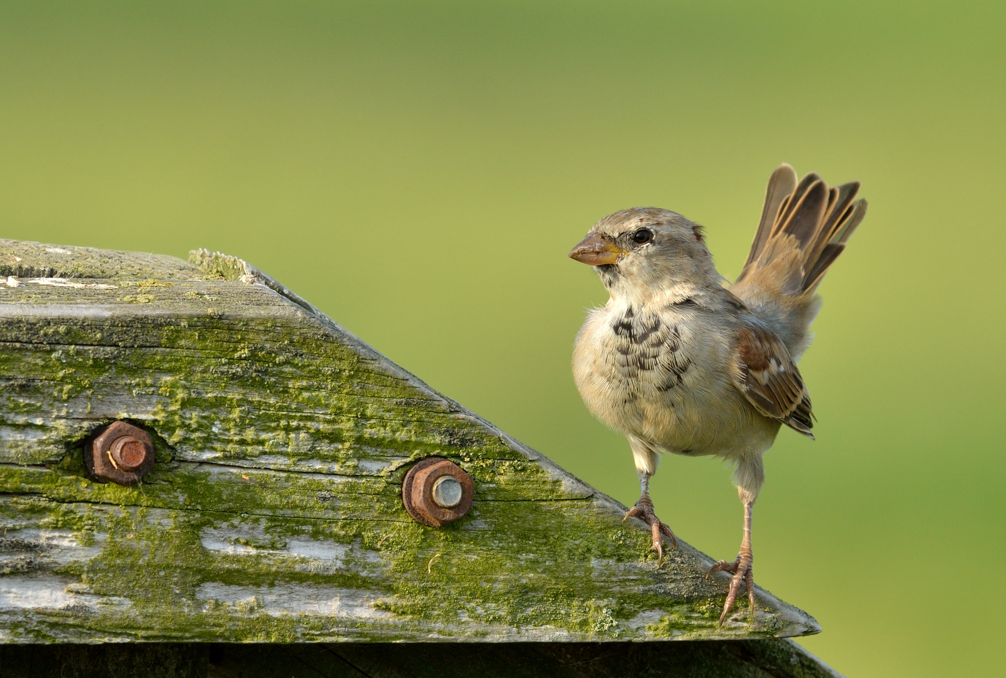 Nikon AF-S Nikkor 400mm F2.8D ED-IF II sample photo. Huismus photography