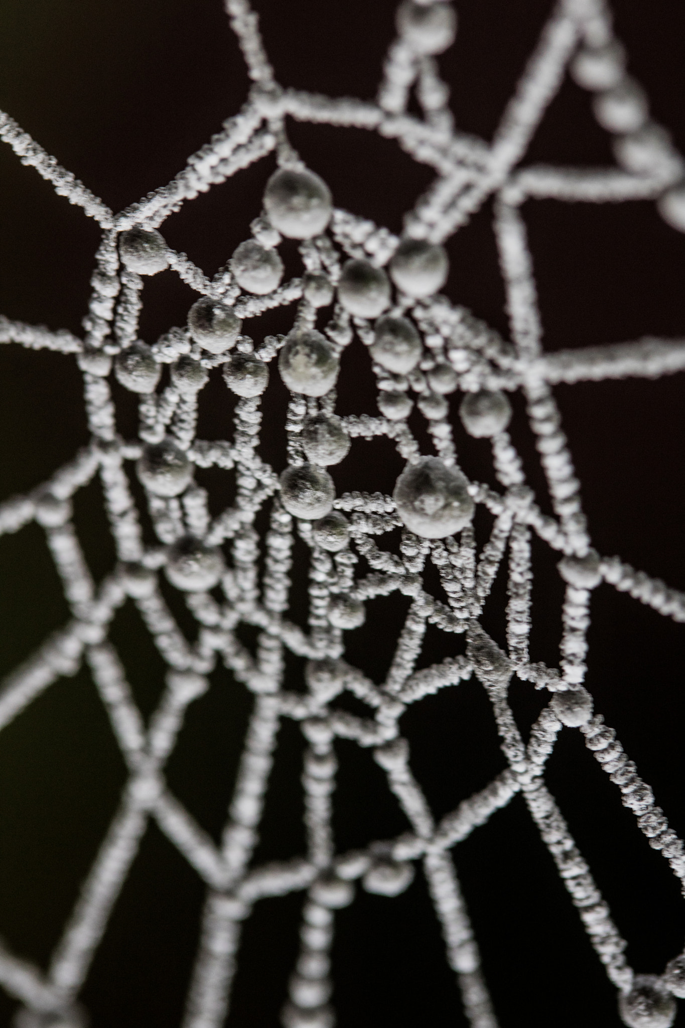 Canon EF-S 60mm F2.8 Macro USM sample photo. Frozen in time photography