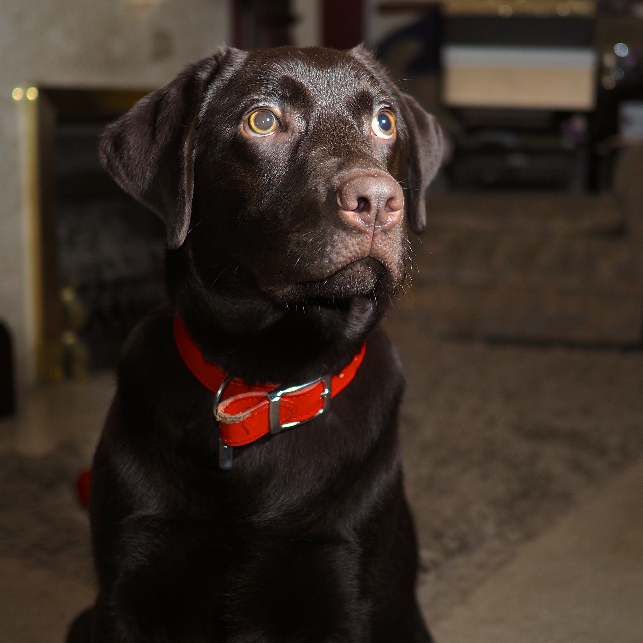 Olympus PEN E-PL7 sample photo. Hank photography