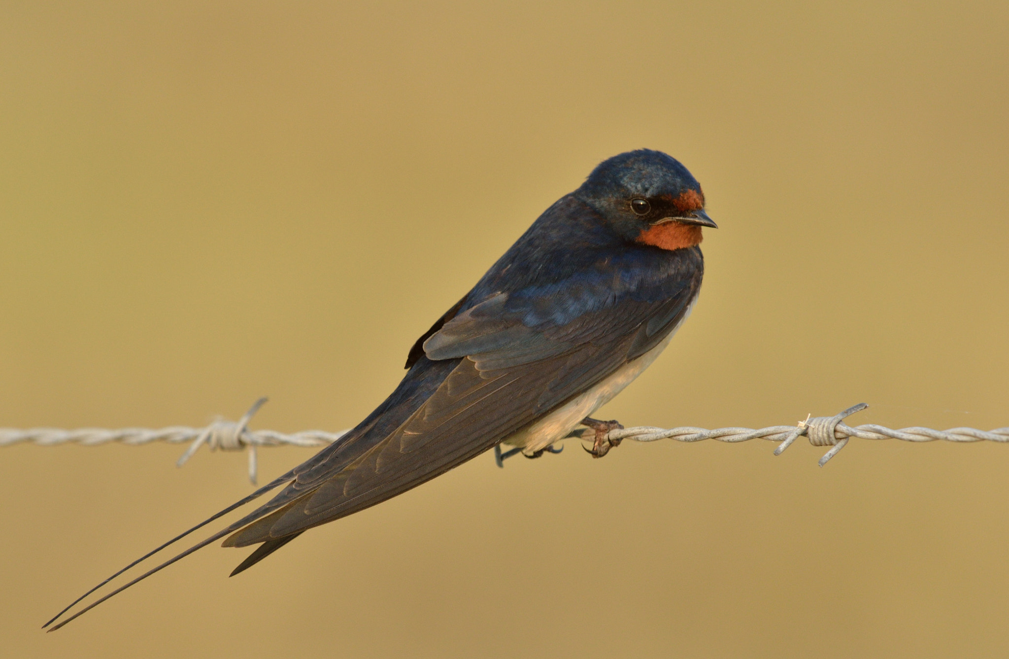 Nikon D7000 + Nikon AF-S Nikkor 400mm F2.8D ED-IF II sample photo. Boerenzwaluwen photography