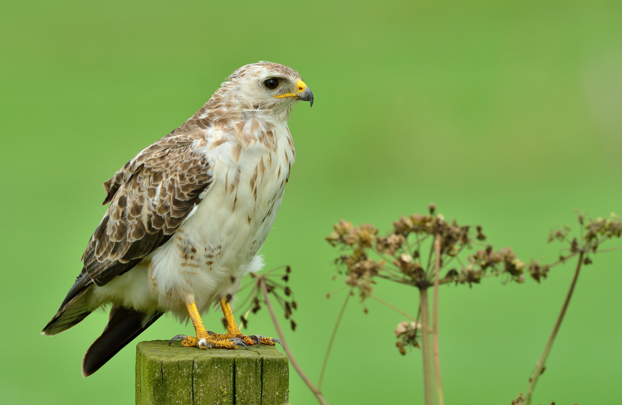 Nikon AF-S Nikkor 400mm F2.8D ED-IF II sample photo. Buizerd photography